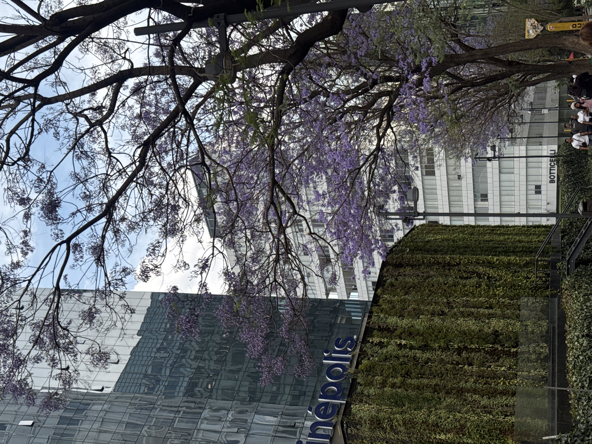 The image shows a view in Mexico City, Mexico, where a blooming Jacaranda tree frames several buildings. The most prominent building has a dark, reflective glass facade and displays the word "Cinepolis" vertically. Adjacent to this building is a vertical garden, a wall covered in dense green foliage. Behind these, a taller white building is visible with numerous windows. People are seen on the sidewalk next to the taller building. The Jacaranda's purple blossoms hang from its bare branches, creating a colorful contrast against the buildings and a partially cloudy sky.