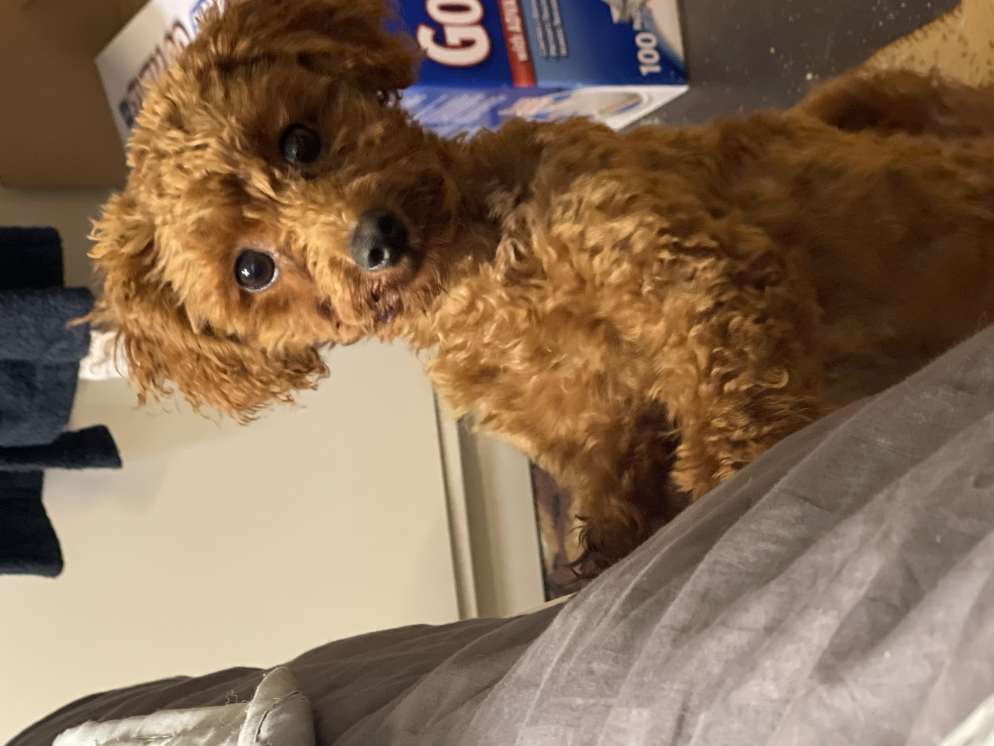 A reddish-brown toy poodle is positioned indoors, partially on a gray surface that appears to be bedding. Behind the dog, a box with the word "GO" is visible. A dark-colored piece of cloth, possibly clothing or a towel, is visible on the left side. The image does not contain any geographical information about the city of Sofia, Bulgaria.
