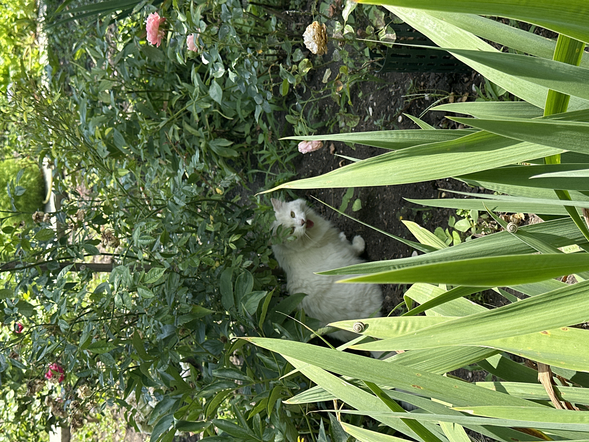 A white cat is sitting in a garden, partially obscured by lush green foliage and flowers, including pink roses. The cat has its mouth open, appearing to be vocalizing or yawning. In the foreground, several long, green leaves are prominent, with one leaf in the middle displaying a small snail. The background reveals more plants and a dirt path. The scene suggests a domestic garden setting in Yessentuki, Russia, likely a backyard or park area.