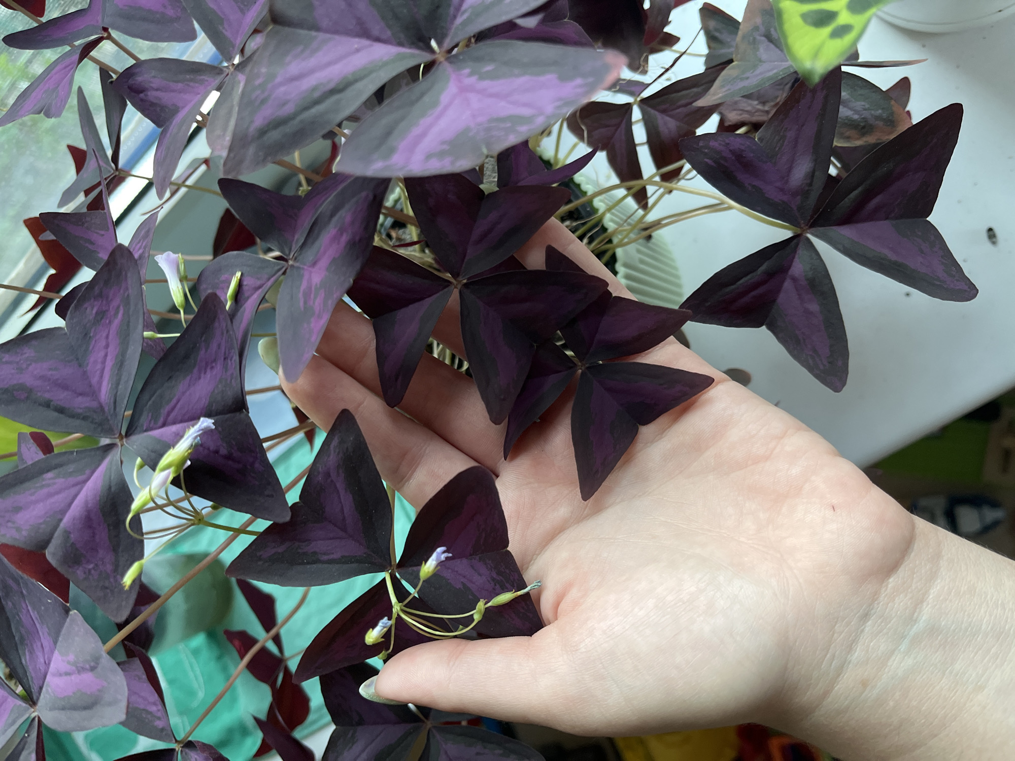 A person's hand is shown holding a plant with striking purple, heart-shaped leaves, some with lighter purple or pink markings. The plant has thin stems and a few small, light purple flowers with green buds are visible. The hand is pale with manicured fingernails. The background is somewhat blurred, showing a window with a greenish tint, a white surface, and hints of other plants and objects. The image appears to be taken indoors, possibly near a window for light. There is no indication of the city of Krasnyye Barrikady, Russia in the image.
