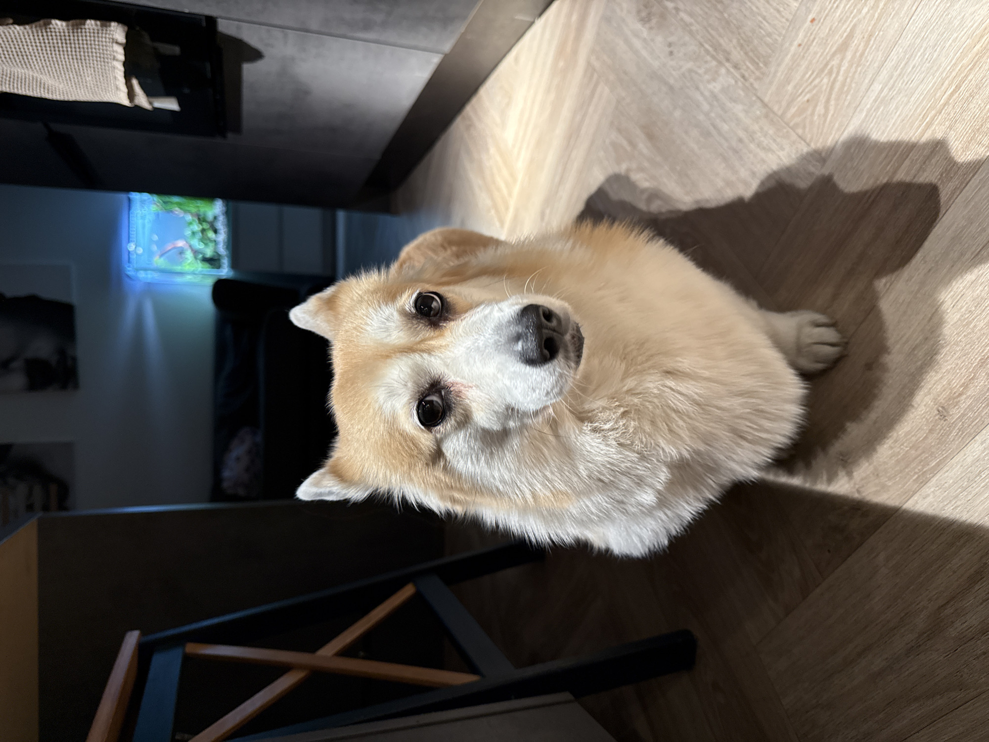 A tan and white corgi sits on a light brown wood-patterned floor. The corgi's head is tilted, and it is looking up at the camera. A black object, possibly furniture, is in the upper left corner. Behind the furniture is a glimpse of a window and an interior with an aquarium. A black metal chair is in the lower left corner. The scene is lit with natural light, casting shadows on the floor. The precise location within the city of Krasnoyarsk cannot be determined from this image.