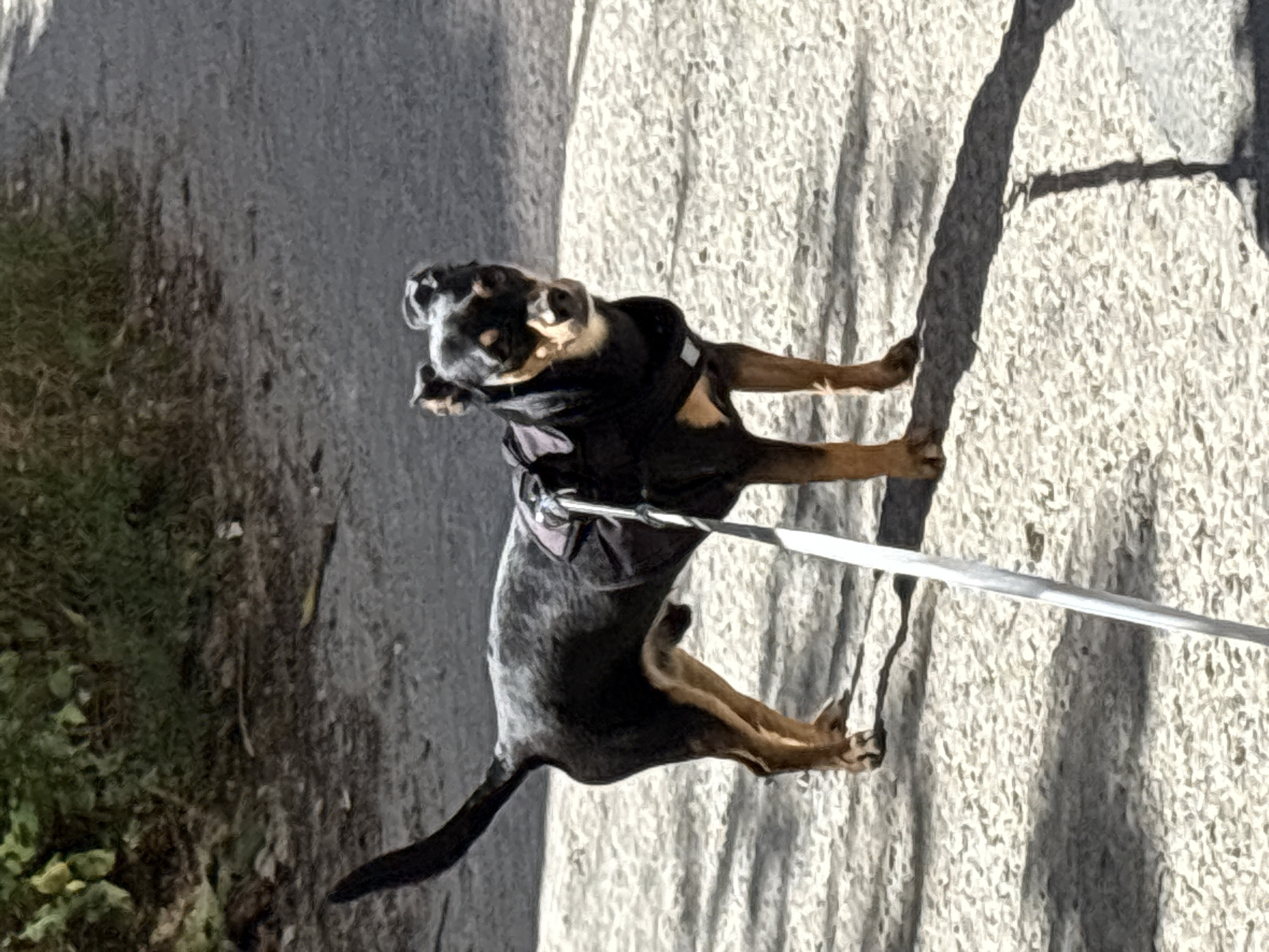 A black and tan dog, wearing a black harness, stands on a paved path outdoors. Sunlight casts shadows on the ground. The dog is looking towards the camera. In the background, there is green foliage. This image was taken at the Seaside Garden in Varna, Bulgaria.