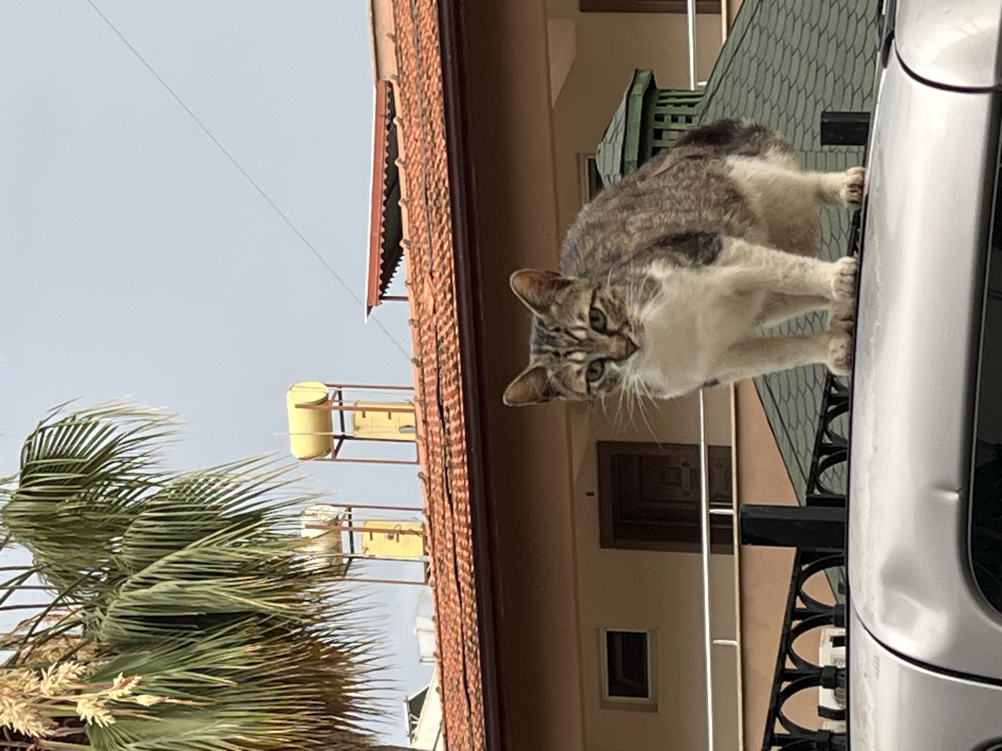 A gray and white tabby cat is perched on a silver car, with its paws gripping the side. The car is parked near a building with a brown roof and a beige exterior. A palm tree is visible in the background, along with a metal structure with yellow tanks. The scene appears to be located in Alanya, Turkey, based on the architectural style and the presence of palm trees.