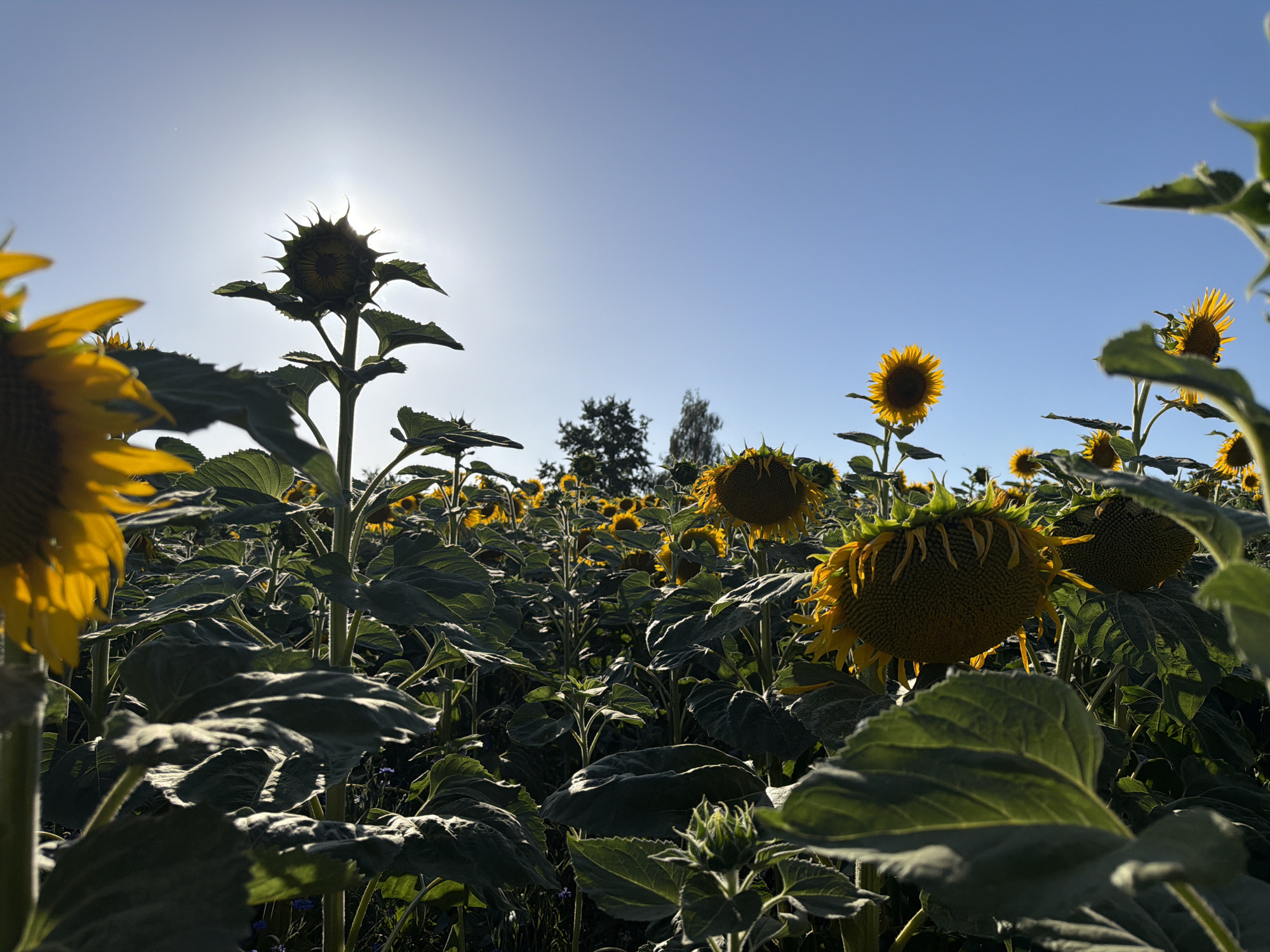 The image depicts a field of sunflowers under a clear blue sky, with the sun positioned high and slightly to the left, creating a lens flare. The sunflowers are of varying sizes and stages of bloom, with some fully open and facing the sun, while others are closed or have developed seed heads. The foreground is dominated by large, green sunflower leaves, some of which are silhouetted against the bright sky. In the middle ground and background, rows of sunflowers stretch into the distance, interspersed with trees and a few smaller plants with blue flowers. The lighting suggests it is daytime, possibly late afternoon due to the low angle of some shadows. The scene is a natural environment, a rural landscape, consistent with a farm or agricultural field. There are no people visible in the image. The location is identified as Ufhusen, Switzerland.
