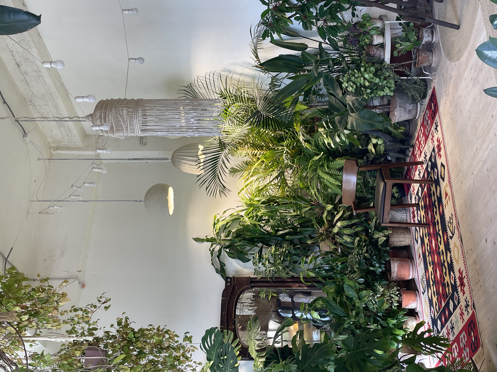 This media file captures an indoor space, likely a cafe or shop, characterized by an abundance of lush green plants. The room features light-colored walls and a light wooden floor, partially covered by a colorful, patterned rug with geometric designs in red, black, yellow, and white.
Numerous potted plants dominate the scene, creating a vibrant indoor garden atmosphere. Various plant species are visible, including ferns, large-leafed varieties (such as Monstera), and palm-like plants, all housed in an assortment of terracotta and ceramic pots. Some are arranged on a white, multi-tiered plant stand.
Decorative lighting fixtures hang from the ceiling, which is light-colored and shows some exposed pipes or conduits. A prominent feature is a large, cylindrical chandelier made of macrame or woven material. Smaller, round pendant lamps and string lights with exposed bulbs are also strung across the ceiling.
A dark wooden chair with a dark seat is positioned towards the right side of the image, near the patterned rug. Behind a dense cluster of plants, a large, ornate dark wooden mirror with an arched top reflects parts of the verdant interior.
No people are present in the image, suggesting a focus on the aesthetic and design of the space. The lighting indicates daytime, possibly a combination of natural light from an unseen source and artificial illumination. The overall ambiance is tranquil, natural, and inviting, with a bohemian touch. There is no visible text within the image. While the location is contextualized as Saint Petersburg, Russia, there are no specific visual cues in the image to confirm this.