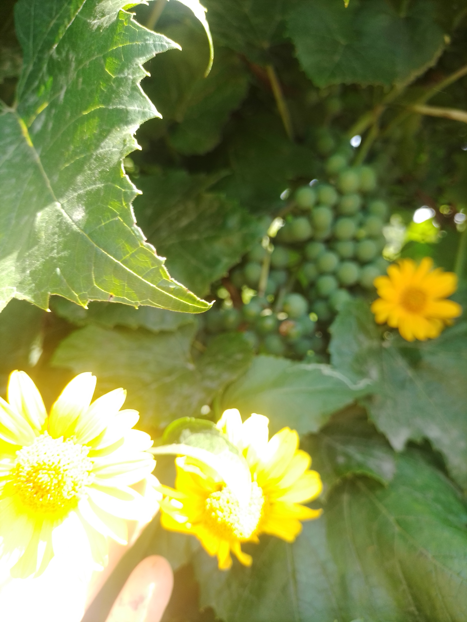 In Ustyvytsia, Ukraine, a close-up shot captures a cluster of unripe green grapes hanging amongst lush green foliage. Two yellow flowers, one in the foreground and another slightly blurred in the background, add vibrant pops of color to the scene. A hand is visible in the lower left corner, gently obscuring part of a bright yellow flower. The sunlight casts a warm glow on the flowers and leaves, creating a serene and natural ambiance.