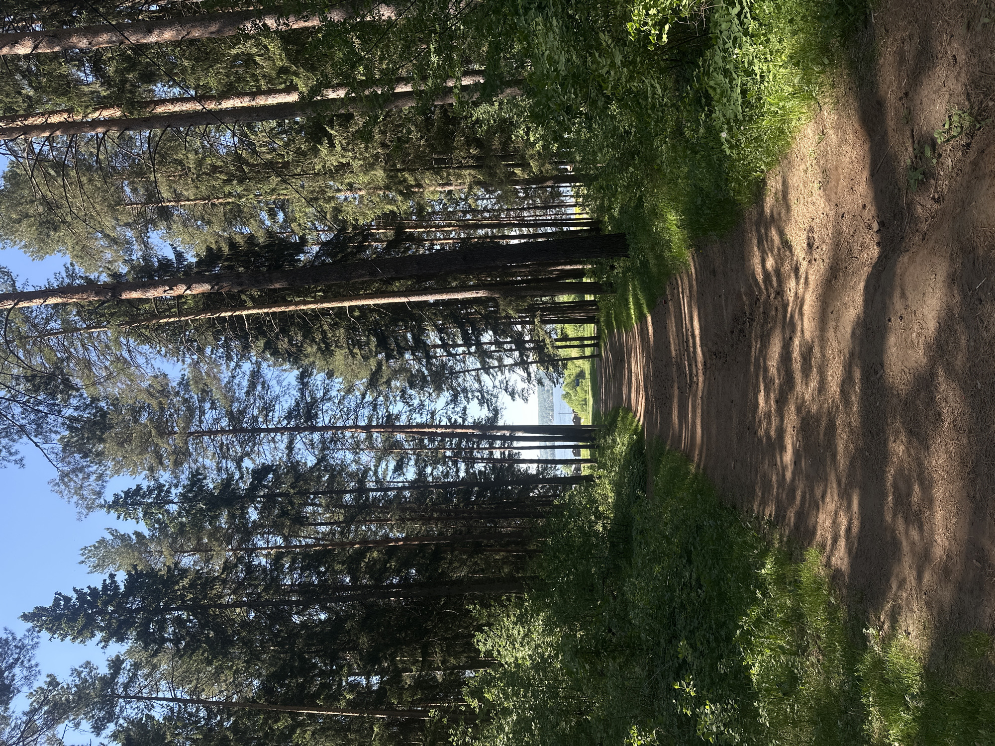 A dirt path leads through a forest of tall pine trees in Votkinsk, Russia. The path is bordered by green vegetation on the right. Sunlight filters through the trees, casting shadows on the path. A body of water is visible at the end of the path.