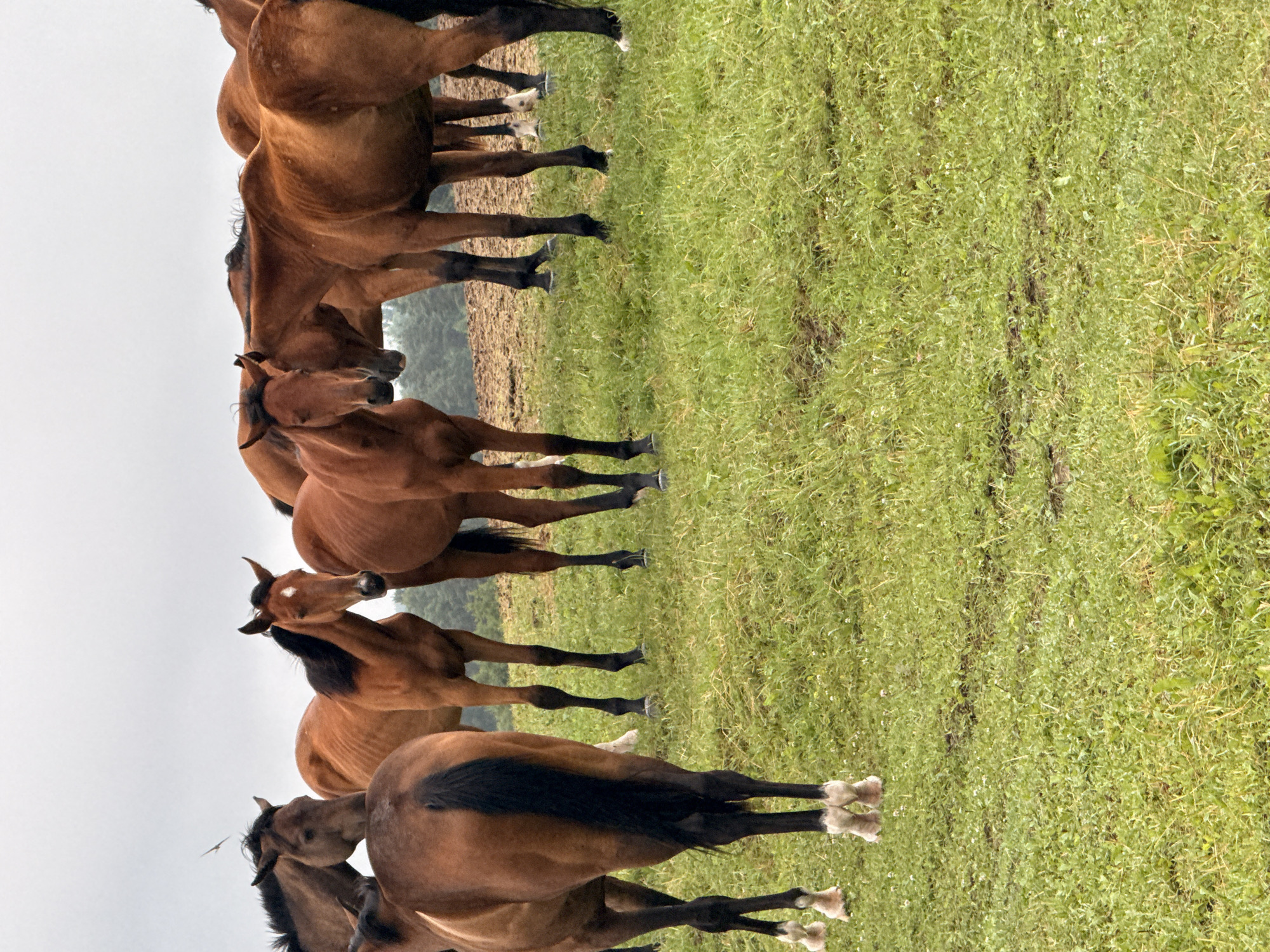 A herd of brown horses stands in a grassy field under an overcast sky, with a tree line visible in the background. The horses are of various sizes, with some appearing to be foals. They are clustered together, some facing the camera, others turned away. The grass is green and somewhat uneven, with patches of dirt visible. The scene suggests a rural or semi-rural setting. There are no people or man-made structures clearly visible in the image. The location is specified as Galinė, Lithuania, which implies this is likely a farm or pasture within that region.