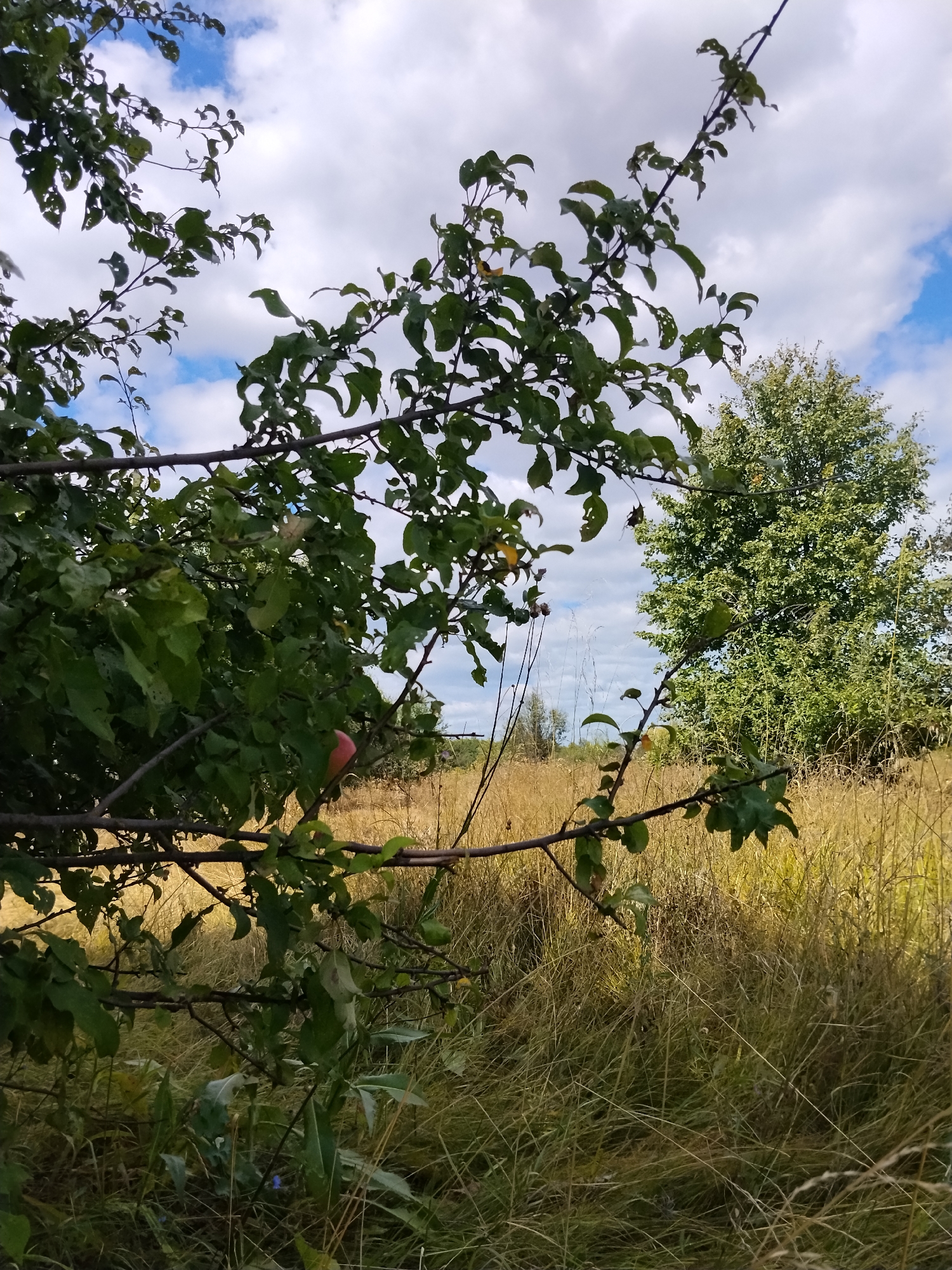 The image captures a natural outdoor scene with elements of foliage and sky. In the foreground, branches of a tree with green leaves, some of which appear to be damaged, extend across the frame. A single pinkish fruit is visible on one of these branches. Behind the foreground foliage, a field of tall, dry, golden-brown grass stretches into the middle ground. Further back, a large, lush green tree stands prominently. The sky above is a mixture of blue and white clouds, suggesting a partly cloudy day. The location is identified as Ustyvytsia, Ukraine. There are no people or any overt human activity depicted in the image. The overall environment appears to be a rural or semi-natural setting.