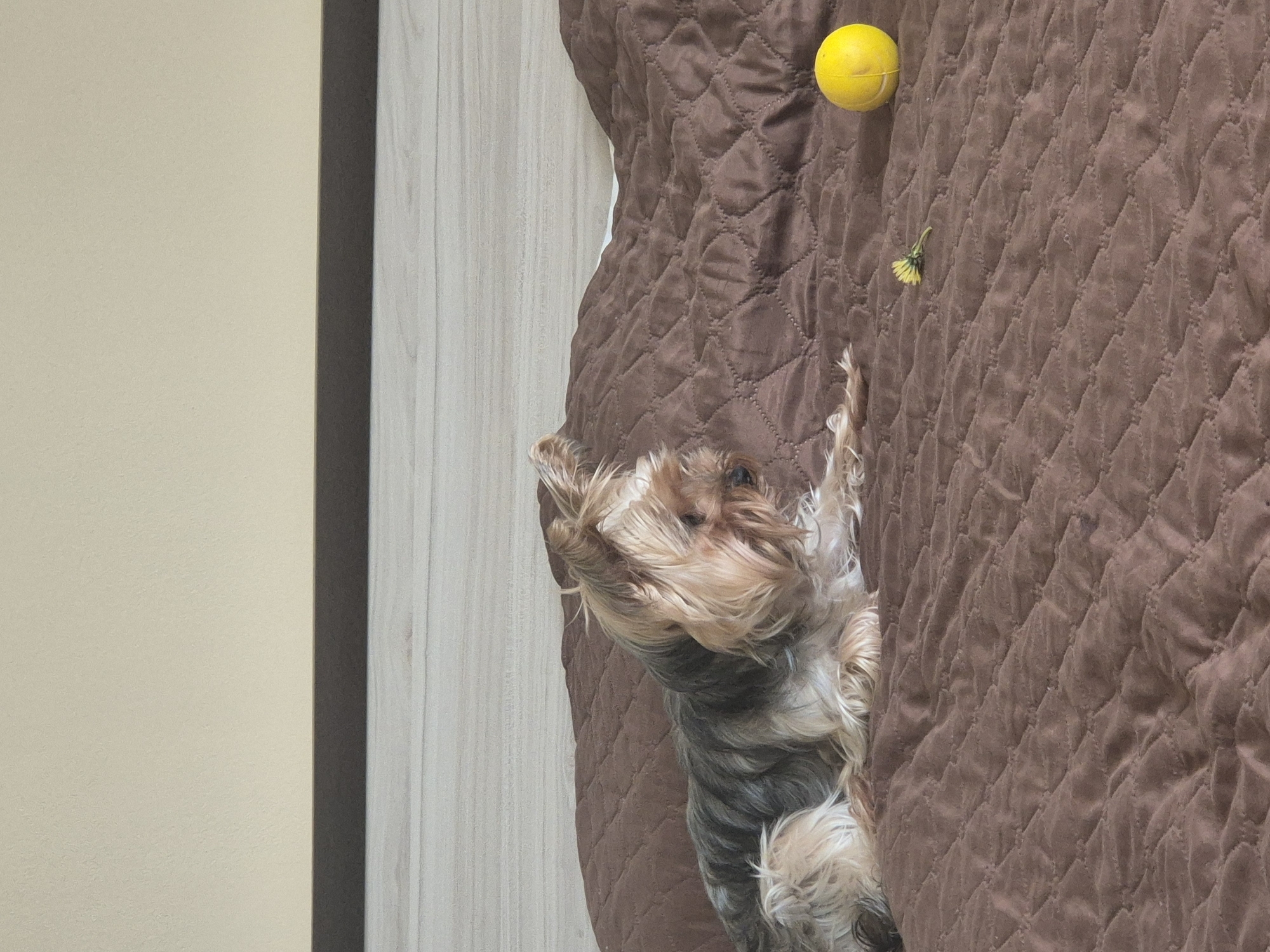 A medium shot shows a small dog on a brown quilted surface, reaching towards a yellow ball and a dandelion. The background consists of a beige wall and a light wood panel. The location is Pavlikeni, Bulgaria.