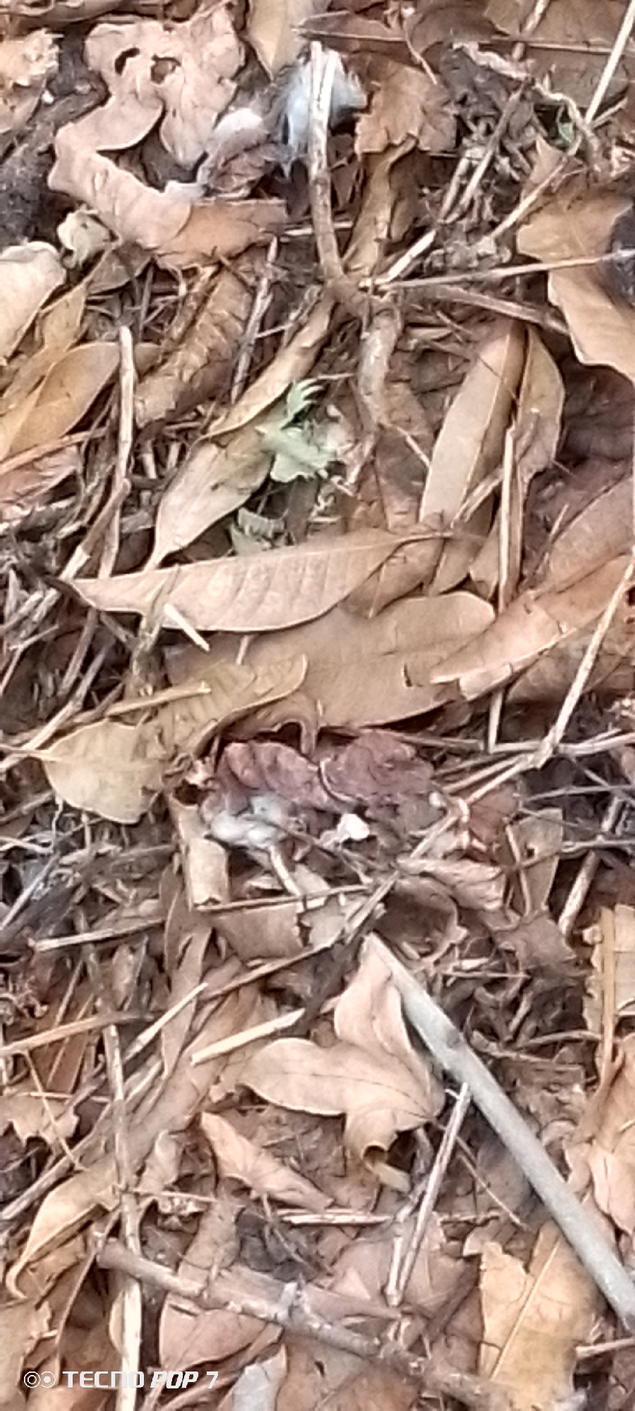 This is a close-up, overhead shot of a forest floor covered in dry, brown leaves and twigs. The scene is an outdoor setting, likely a forest or wooded area, given the abundance of natural debris. There are no people or animals visible. The lighting suggests it is daytime, but the specific time and weather conditions are not discernible.
The focal point of the image is the dense layer of fallen leaves, varying in shades of brown and tan, with some darker, almost reddish-brown patches that may indicate decaying organic matter. Interspersed among the leaves are numerous thin, dry twigs and branches, some lighter in color, others darker and more aged. A single, small green sprout is visible emerging from the debris in the upper-middle section of the image, suggesting the presence of new life amidst the decay. The textures are rough and dry, typical of an autumnal or dry season environment.
In the bottom left corner of the image, there is visible text that reads "© TECNO POP 7". This indicates that the photograph was taken with a TECNO POP 7 mobile phone. The text is a watermark, likely added by the phone's camera software. The location context provided is Altagracia, Venezuela, which aligns with the natural, possibly tropical, forest floor depicted.