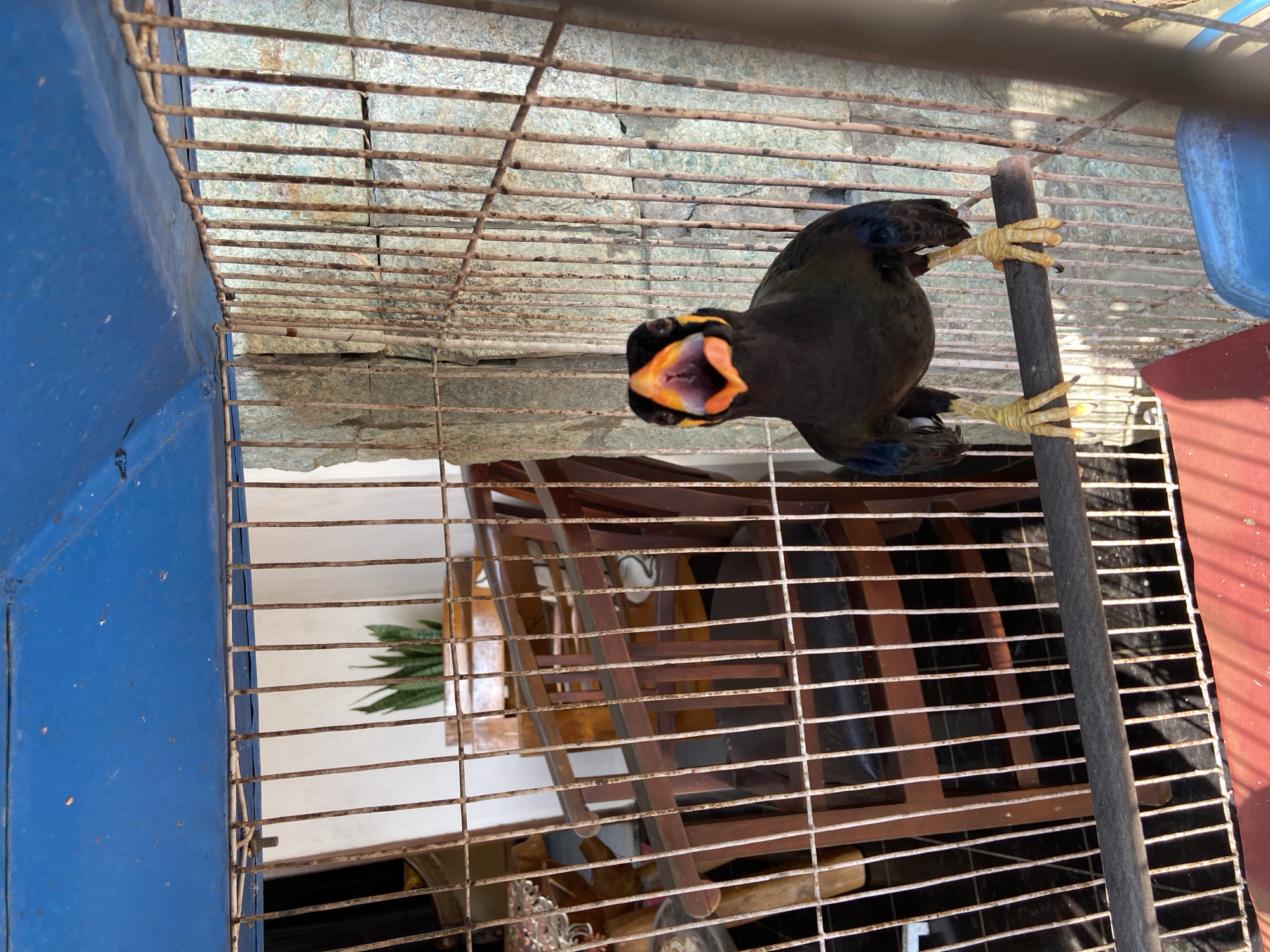 A medium shot captures a black bird with an open orange beak and yellow legs standing on a perch inside a rusty metal cage. The cage has a blue metal top and appears to be outdoors or in a sunlit area, as indicated by the shadows on the floor. In the background, through the cage bars, a wooden chair and a potted snake plant are visible. The environment suggests a residential or garden setting in Margorejo, Indonesia.