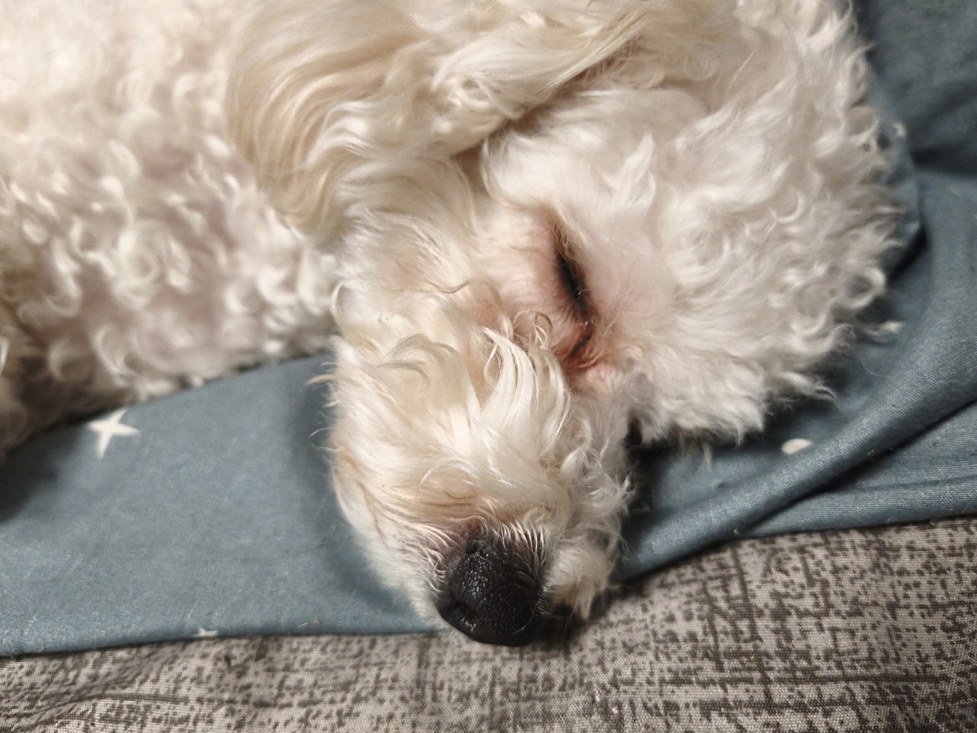 A close-up shot depicts a white, fluffy dog resting on a blue blanket adorned with white stars, which is placed on a patterned grey surface. The dog is lying down, with its eyes closed and its black nose touching the blanket. The location is not discernible from the visual information provided.