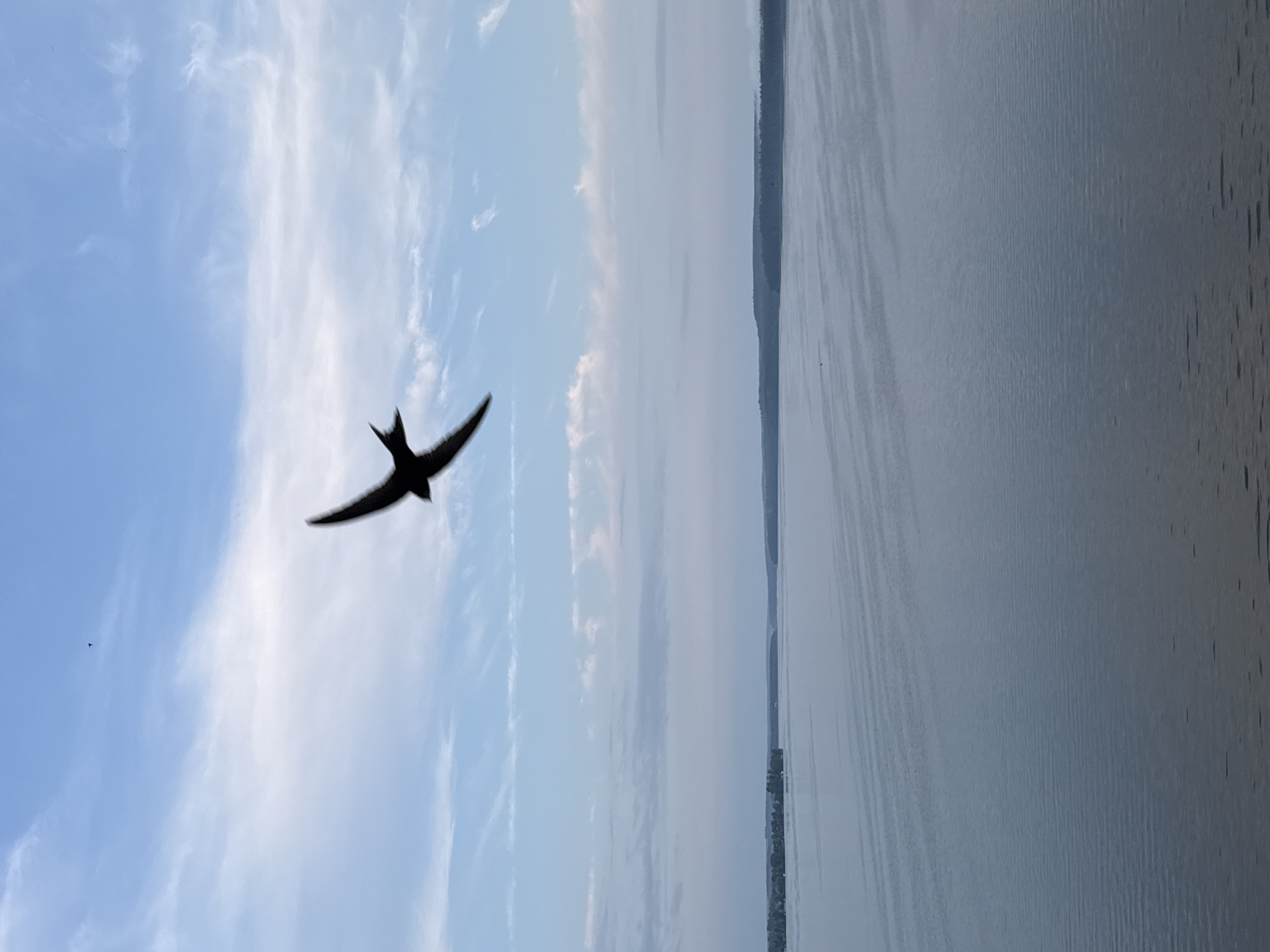 A silhouette of a swift is captured in flight against a pale blue sky dotted with wispy white clouds. The bird is positioned in the upper center of the frame, its wings outstretched and its forked tail visible. Below the sky is a vast expanse of calm water, likely a river or lake, with subtle ripple patterns on its surface. In the distance, a tree-lined shore creates a dark, horizontal band separating the water from the sky. The overall scene suggests an open, natural environment, possibly near a body of water in Votkinsk, Russia, given the context provided. No people are visible in the image.