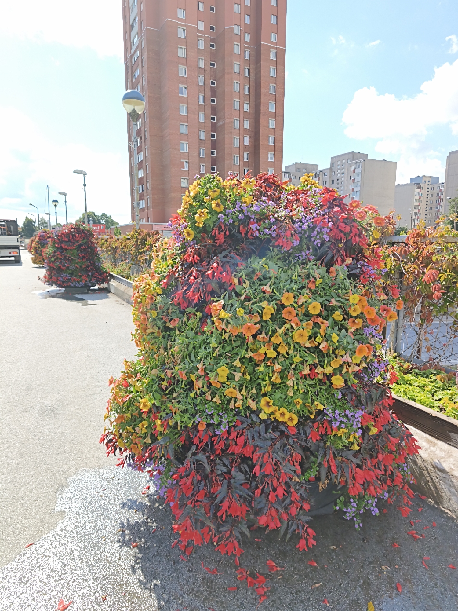 The image captures a vibrant display of flowering plants arranged in large planters on a paved surface. The foreground features a dense arrangement of red, yellow, and purple flowers cascading downwards, with some red petals scattered on the ground. Behind this, a row of similar planters stretches into the background, creating a colorful border along a walkway. In the background, tall, brick residential buildings dominate the cityscape under a bright, partly cloudy sky. A street lamp with a blue and yellow spherical fixture is visible to the left of the tallest building. The overall scene suggests an urban environment decorated with horticultural elements. The buildings and architectural style are consistent with those found in Tallinn, Estonia.