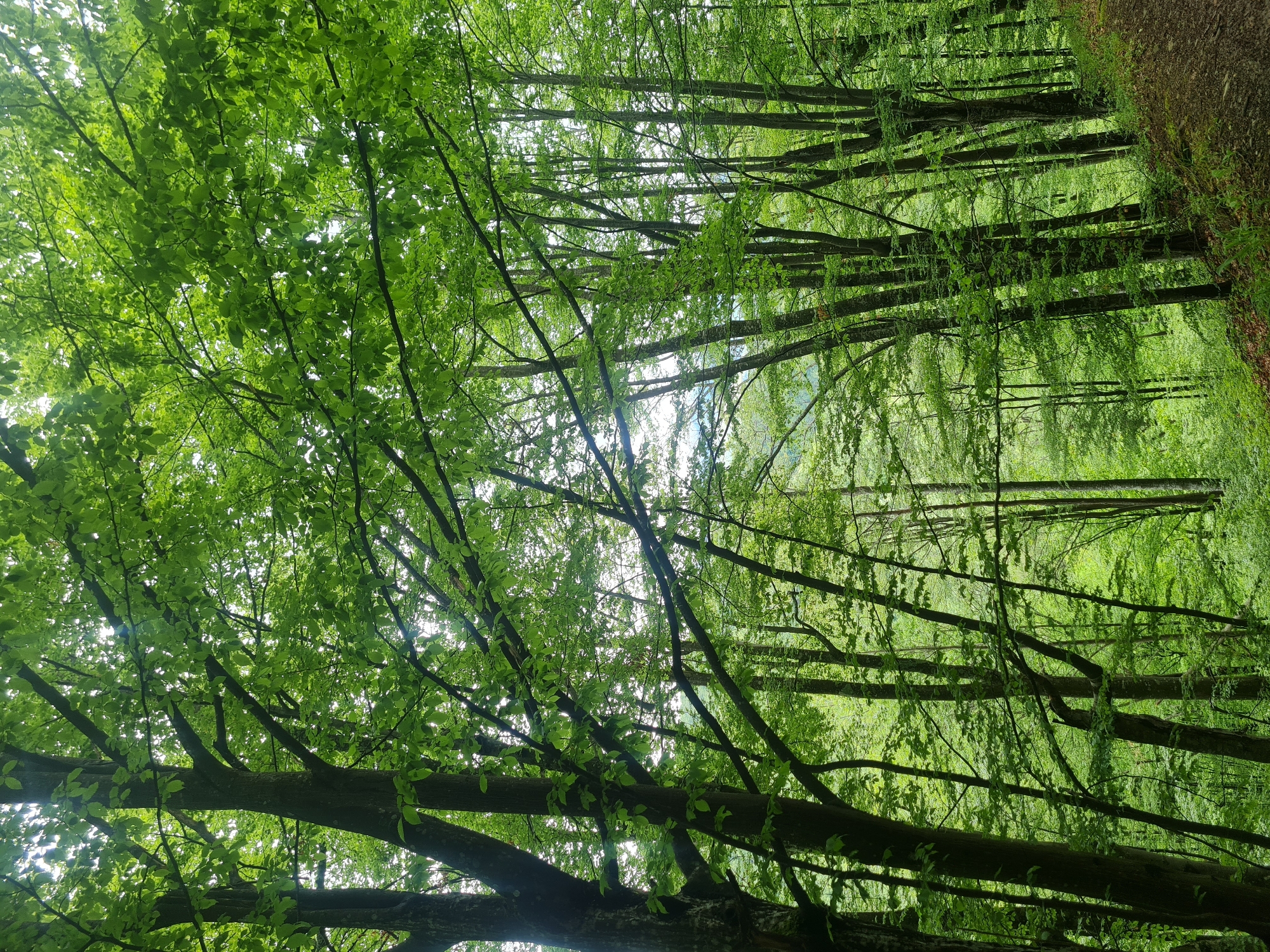 A vertical, low-angle shot shows a dense green forest near Divchovoto, Bulgaria. The sun filters through a canopy of bright green leaves and slender, dark tree trunks. A tree trunk is in the bottom left corner. A narrow footpath is at the right. The scene is verdant and dense, emphasizing the forest's lush vegetation and the play of light through the leaves.