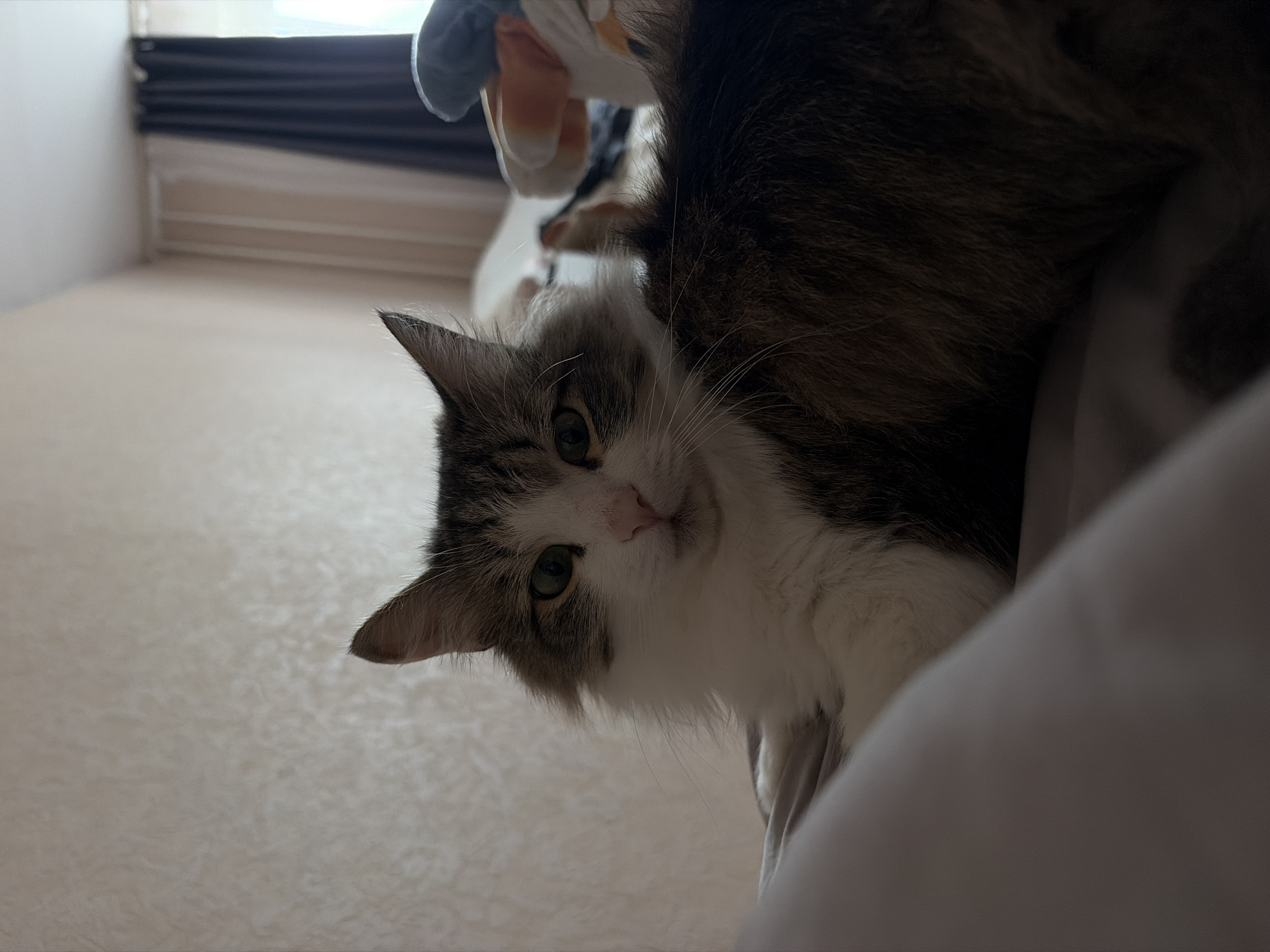 A medium-angle close-up shot shows a fluffy cat with a white bib and grey and brown markings looking down at the camera. The cat appears to be lying on a surface, likely a bed, with a white sheet partially visible. Behind the cat, there's a glimpse of a window with a dark curtain. The setting appears to be indoors. The location in Chaikovsky, Russia, is not discernible from the image.