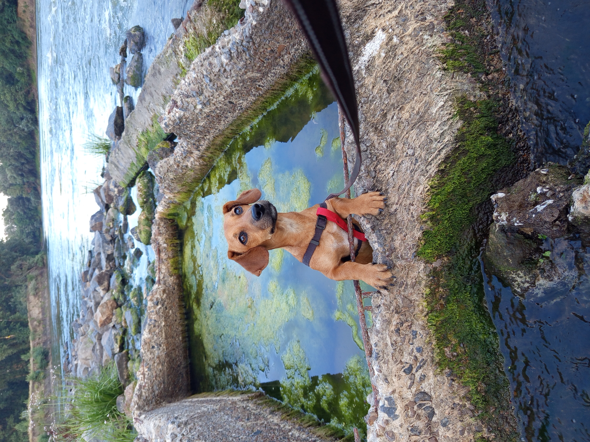 A medium shot captures a small brown dog standing with its front paws on the edge of a concrete structure filled with murky green water. The dog is wearing a red and black harness and is looking slightly to its left with its ears perked. The concrete structure appears to be part of an old, moss-covered dam or water feature. In the background, a river flows with rapids, and trees line the opposite bank. The scene is outdoors, with natural light illuminating the dog and the water. The location is identified as Chobruchi, Moldova.