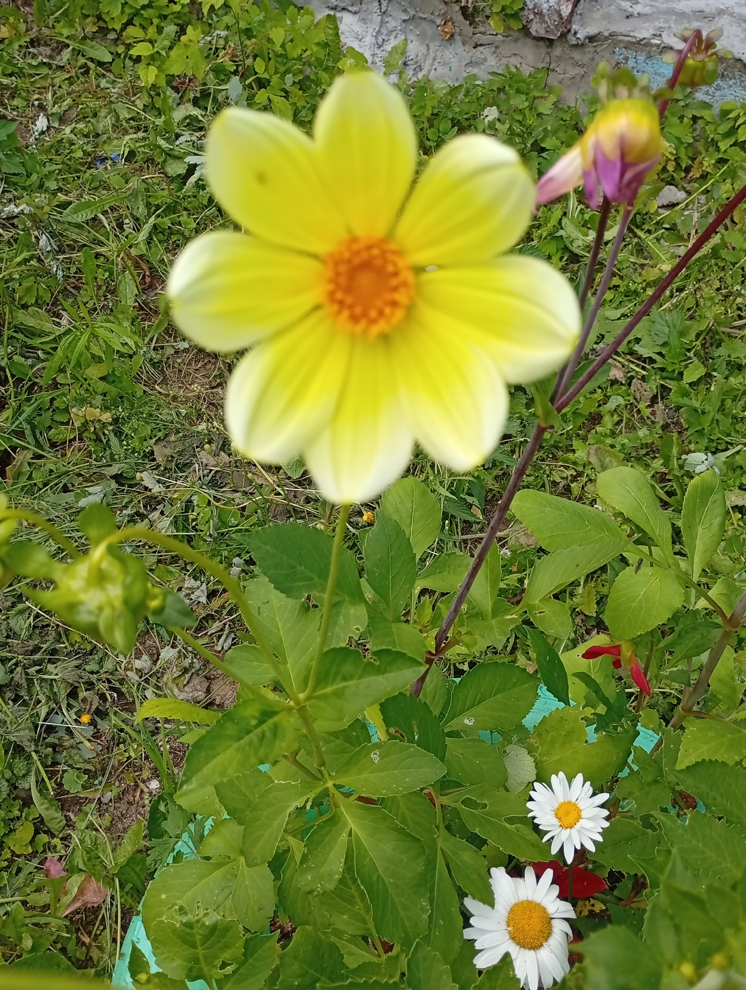 A close-up, eye-level shot captures a cluster of flowers in a garden setting, likely in Pavlovsky Posad, Russia. The foreground is dominated by a large, out-of-focus yellow flower with a prominent orange center, its petals gently fanned out. Below and to the right, two smaller white daisies with yellow centers are in focus, nestled amongst lush green foliage. Several dark green leaves, some showing signs of damage or wear, surround the smaller flowers. To the upper right, a partially bloomed flower bud with purple and pink hues stands on a thin, dark stem, adding a touch of color contrast. The background consists of green grass and vegetation, with a textured, light-colored wall visible in the upper right corner, hinting at a man-made structure nearby. The overall scene suggests a natural, outdoor environment, possibly a backyard or public garden. No people are visible in the image.