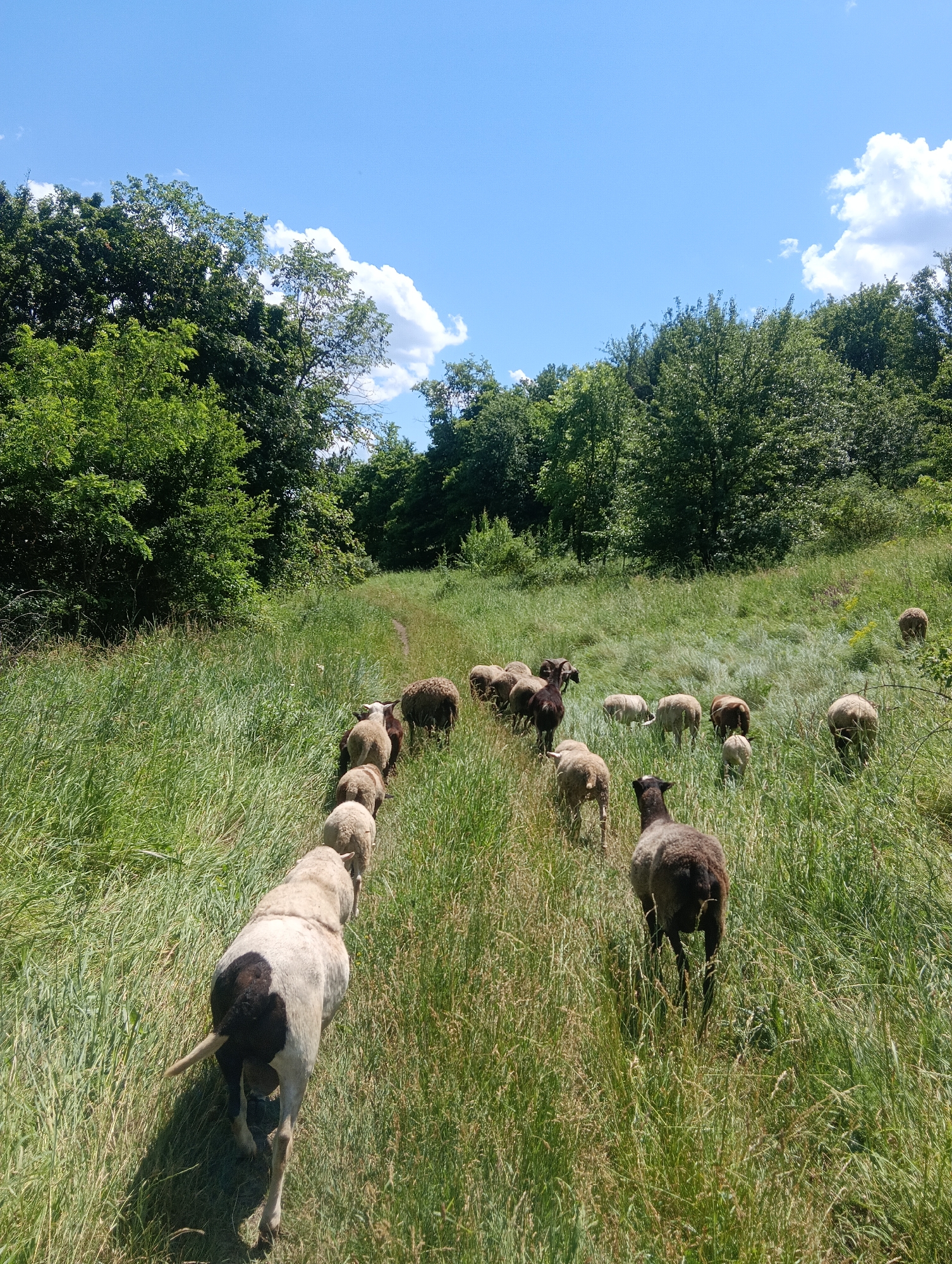 A flock of sheep walks down a grassy path surrounded by trees under a bright blue sky with scattered clouds. The sheep are mostly white and brown, and they are walking away from the camera, towards the trees in the distance. The grass is tall and green, and the trees are lush and full of leaves, suggesting it is summer. The sun is shining, casting shadows on the grass, indicating it is daytime. The scene appears peaceful and rural, with no signs of human presence other than the path. The sheep are moving in a single file, following the path as it curves into the woods. One sheep in the foreground is mostly white with dark patches on its back and hindquarters. Behind it, several more sheep of varying colors can be seen. In the background, the flock continues further down the path. The overall impression is one of a serene pastoral landscape.