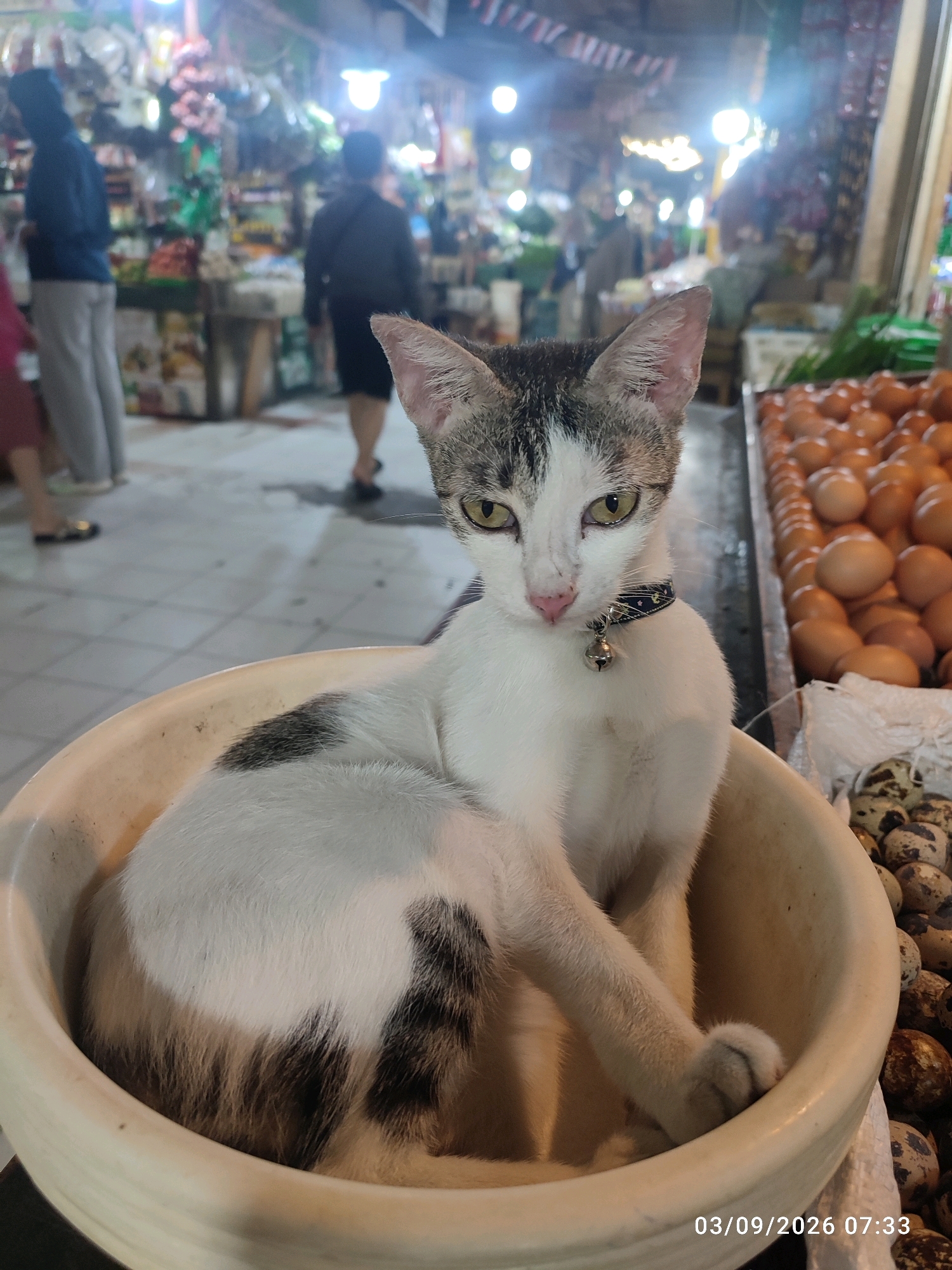 A tabby and white cat wearing a collar with a bell sits in a cream-colored bowl. The cat's eyes are open and it is looking forward. In the background, there are people walking through a market. To the right of the cat is a display of eggs. The timestamp 03/09/2026 07:33 is visible in the lower right corner of the image. This scene is likely in a market in East Jakarta, Indonesia, given the typical market setting and the timestamp format.