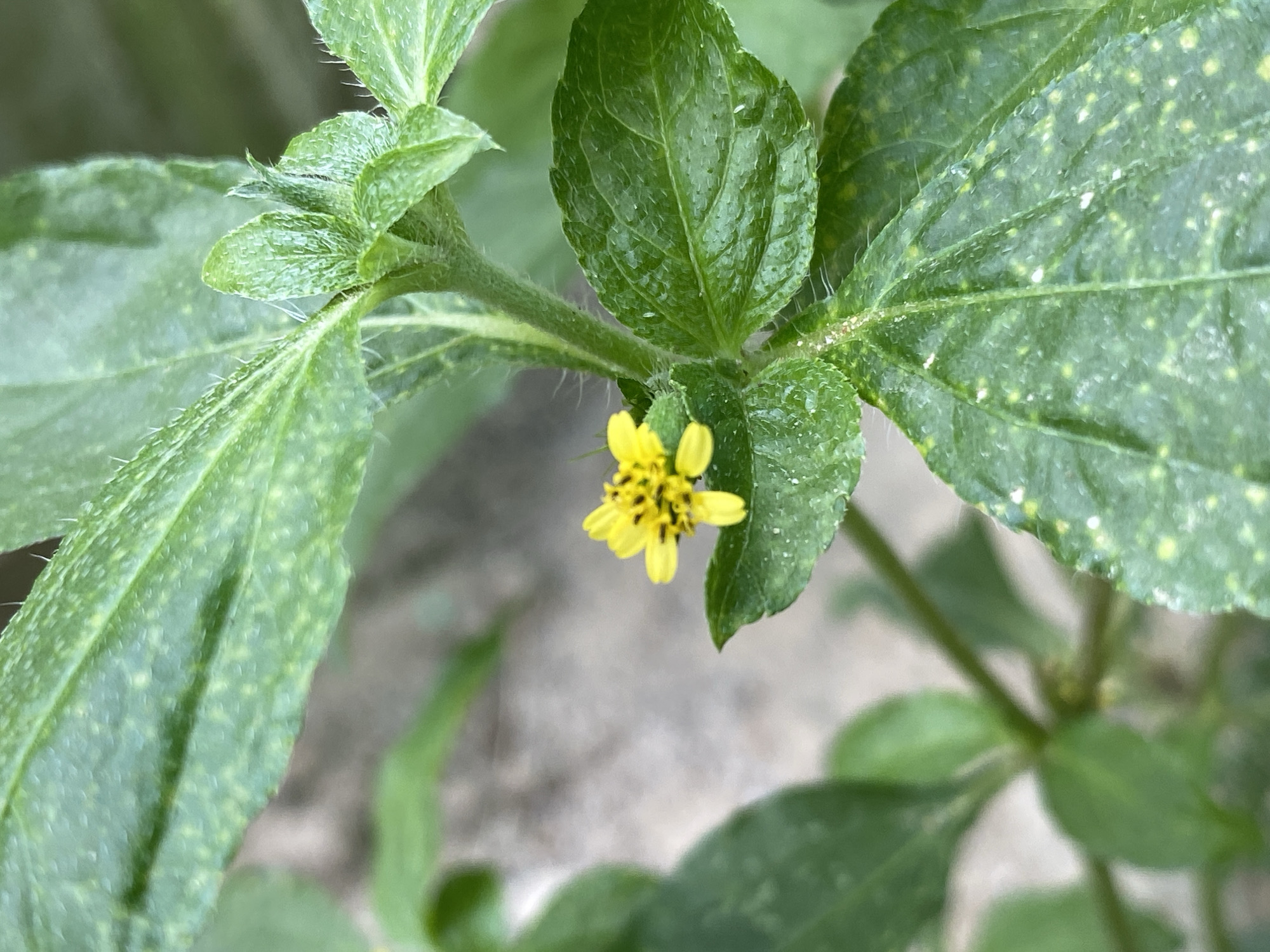 The primary image presents a close-up of a small, vibrant green plant featuring a tiny, bright yellow flower. The plant appears to be a herbaceous type, with distinct green leaves and stems.
The focal point is the small yellow flower, positioned towards the lower left of the frame. It displays several small, rounded petals surrounding a central cluster of darker yellow or black florets.
The leaves are green, with visible veins and a somewhat textured surface. Closer examination, aided by the provided crop images, reveals that the leaves and stems are covered in fine, short, white hairs, giving them a slightly fuzzy or bristly appearance. Many of the leaves also show scattered small, pale yellow or white spots across their surface. New growth or buds are visible at the stem tips, also covered in fine hairs.
The background is softly blurred (bokeh effect), suggesting other green foliage and an indistinct, lighter-toned surface, likely the ground. This indicates an outdoor setting. The lighting appears to be natural daylight, with no harsh shadows, suggesting an overcast or dappled light environment.
No specific activity or event is taking place beyond the plant's natural growth. There are no people or animals visible. The image captures the plant in a static pose. No text is visible in the media. The location context for this plant is Gampongaceh, Indonesia.