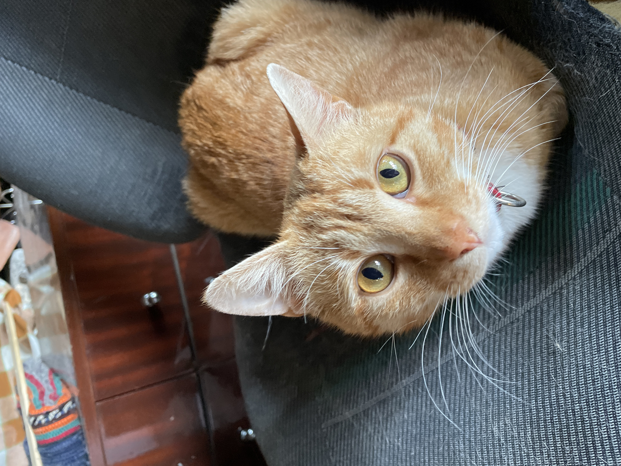 An orange tabby cat is the central subject of this close-up, high-angle shot, looking directly upwards at the viewer. The cat is nestled into what appears to be a dark grey office chair, which occupies a significant portion of the frame, providing a textured background for the cat's fur.
The cat has bright, reflective yellow eyes with narrow vertical pupils, indicating an attentive or curious gaze. Its fur is a warm orange and white, with prominent white whiskers fanning out from its muzzle. A small red collar with a silver ring is visible around its neck.
To the left and slightly behind the chair, parts of a dark brown wooden cabinet or desk are visible, showing a polished surface and faint drawer lines. Below the cabinet, a colorful knitted item, possibly a piece of clothing or fabric with red, green, blue, and orange patterns, can be seen. The lighting suggests an indoor setting, likely during the day, with soft illumination highlighting the cat's fur and eyes. The scene takes place in Zlatograd, Bulgaria. There is no visible text in the image.