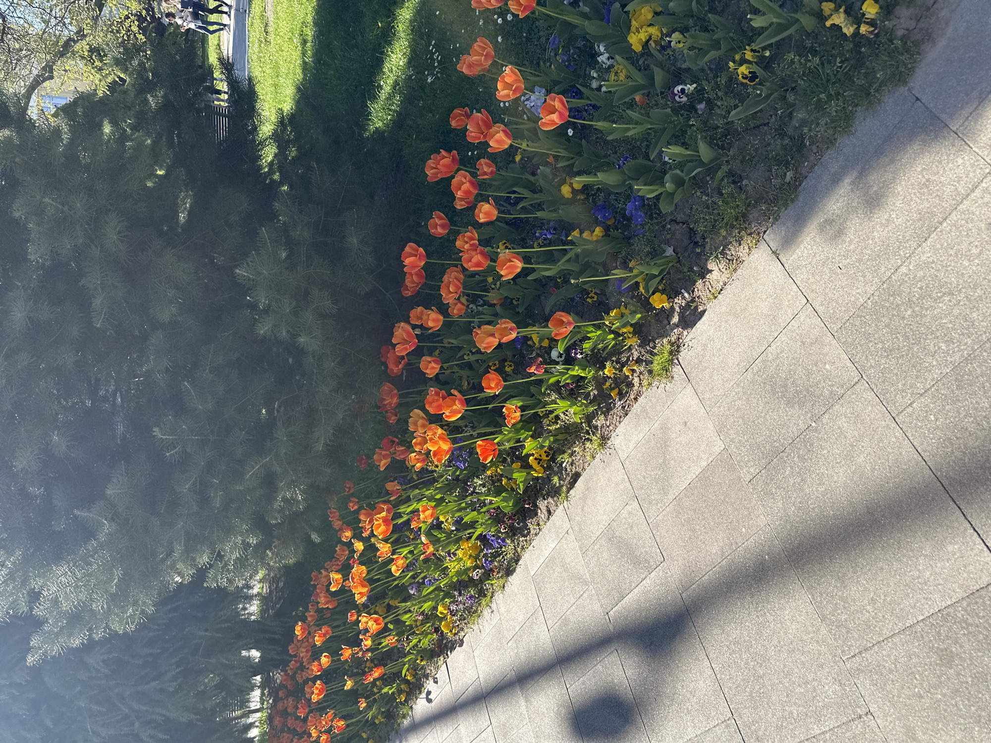 The image captures a flower bed lining a gray-paved walkway. Orange tulips and pansies in shades of yellow and purple are blooming in the flower bed. A dark green coniferous shrub borders the other side of the flower bed. The pavement shows the shadow of an overhead structure. People are visible in the background on a grassy area with trees. Based on the style of paving and landscaping, this scene likely occurs in a park within the city of Sofia, Bulgaria.