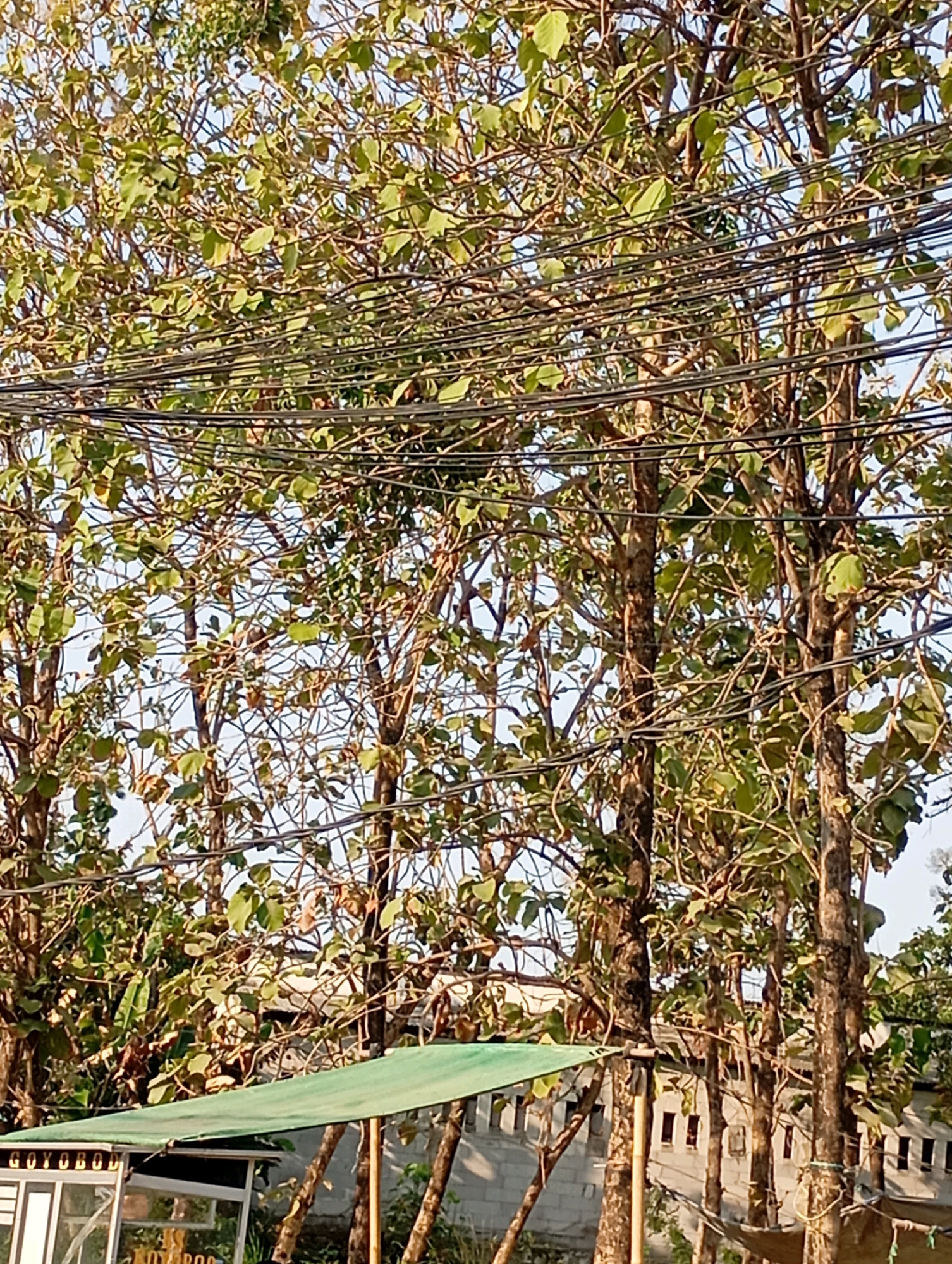 In Babelan, Indonesia, a cluster of trees with green leaves and brown bark stand tall, their branches crisscrossing. A network of black electrical wires runs horizontally across the upper portion of the image, obscuring some of the sky and foliage. In the foreground, a green tarp is stretched over a structure, its edge partially visible. Behind the trees, a light-colored building with a patterned facade can be seen, its windows appearing as dark rectangles. The scene appears to be outdoors, with the sunlight casting subtle shadows and highlighting the textures of the trees and the building.