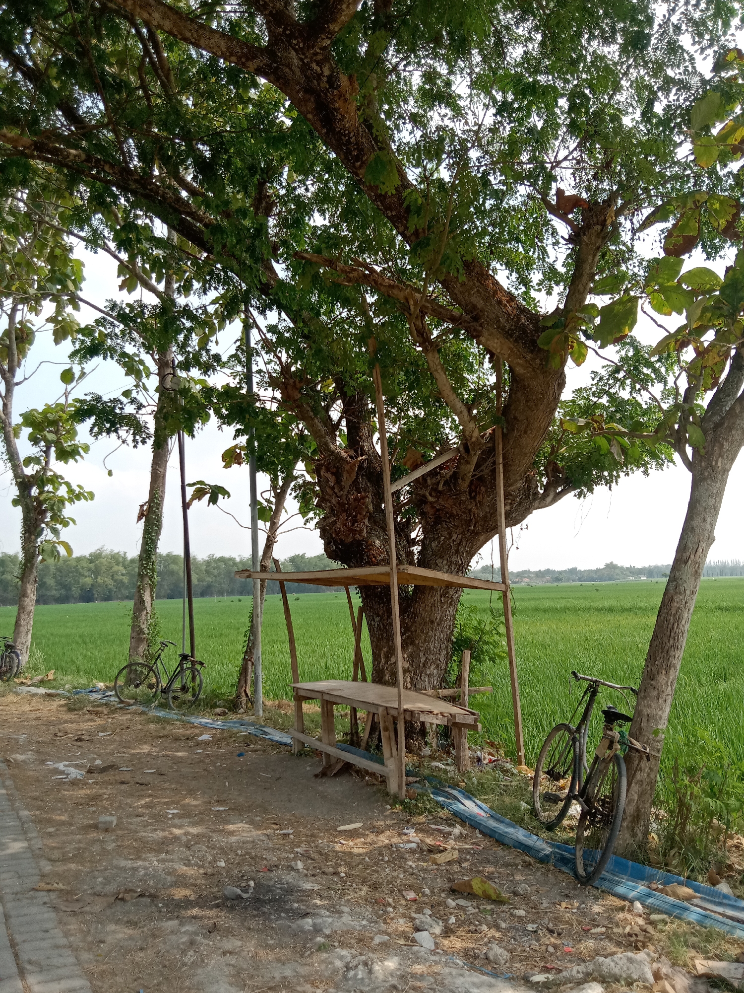 The image depicts a roadside scene in Semen Kidul, Indonesia, dominated by a large, mature tree providing shade over a dirt path. Two bicycles are parked near the tree, one leaning against its trunk and the other slightly further back. A simple wooden bench and a small makeshift shelter are situated beneath the tree's branches. Beyond the path and tree, a vibrant green rice paddy stretches across the landscape under a bright, overcast sky. The ground around the tree is littered with dry leaves and debris, suggesting a natural, rural setting.