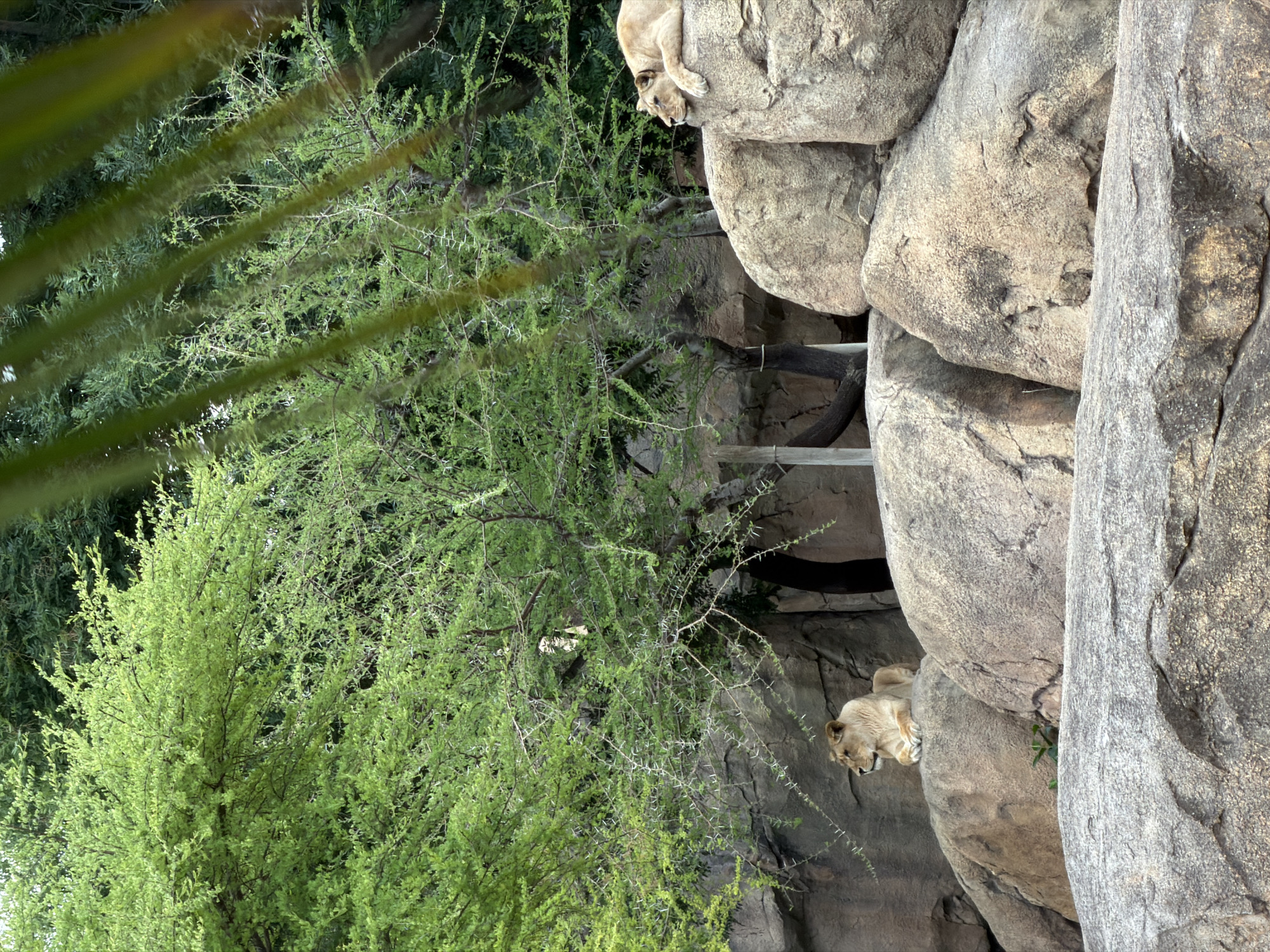 This image, captured at Bioparc Valencia in Valencia, Spain, depicts an outdoor, naturalistic enclosure housing two adult lionesses. In the mid-ground on the left, one tawny lioness is observed resting atop a large, textured rock formation, facing left with its front paws crossed and head slightly turned. On the right side of the image, positioned on a higher rock outcrop, a second tawny lioness lies prone and appears to be sleeping or resting deeply, with its head resting on its front paws, facing right. The background consists of dense, vibrant green foliage, including trees with visible thorny branches and dark green undergrowth, mimicking a savanna environment. Large, irregularly shaped grey and beige rocks dominate the foreground and mid-ground, serving as elevated platforms for the animals. The extreme upper foreground shows blurred green elements, possibly palm fronds, partially obscuring the view. The scene is illuminated by natural daylight. No human subjects or direct interactions are visible.