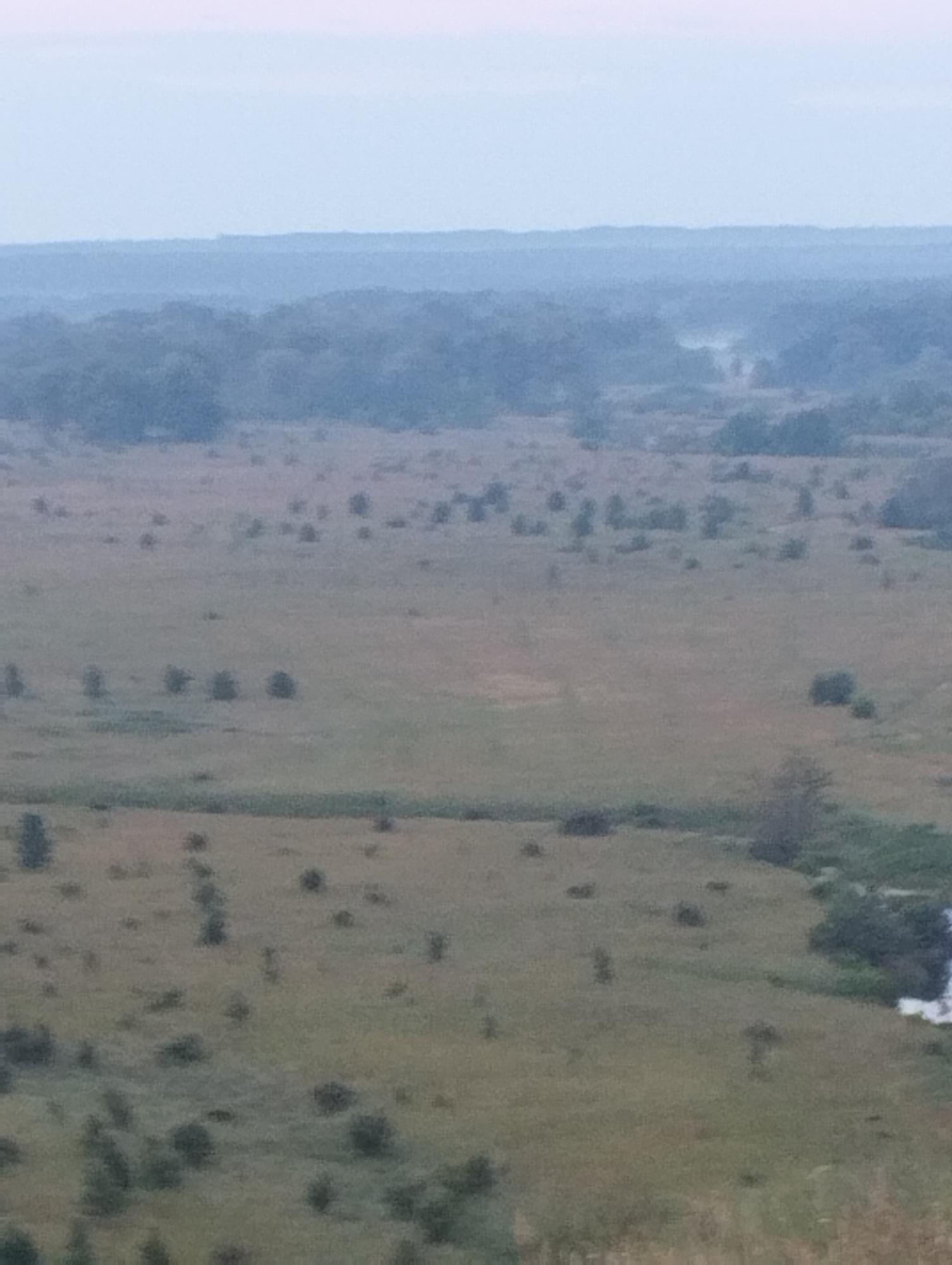 This is a medium-angle, long-shot photograph of a rolling, green landscape under a pale, overcast sky. The scene is predominantly composed of a large, open field dotted with small clumps of trees and bushes. The ground appears to be covered in grass and possibly some dry, brown vegetation.
In the distance, the landscape transitions into a dense forest, which fades into a hazy, blue-toned horizon. There are no discernible people or man-made objects in the visible area. The overall atmosphere is muted and tranquil.
The lighting suggests it is either early morning or late evening, as the sky is bright but lacks direct sunlight, and there is a subtle mist or fog present in the far distance, adding to the ethereal quality of the scene. The location is unknown, but the topography suggests a rural or natural setting, possibly a prairie or rolling hill country. There is no visible text in the image.