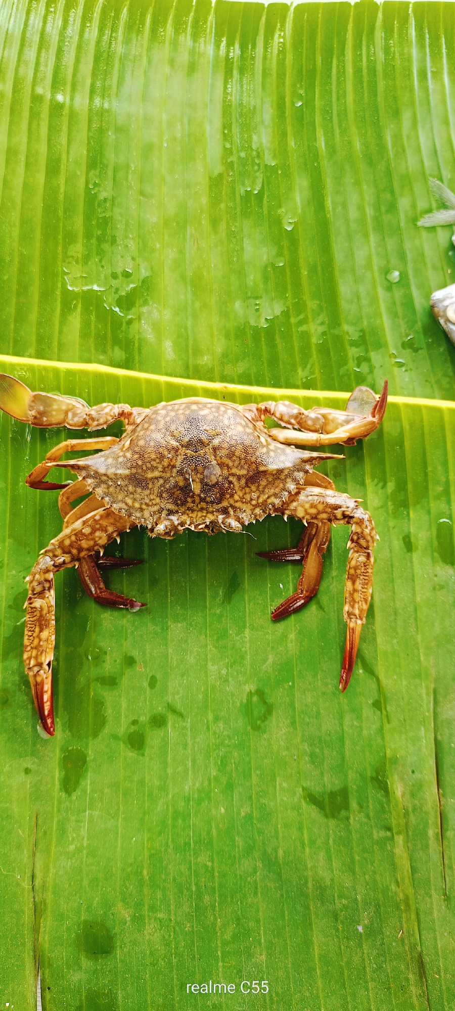 The image displays a live or freshly caught crab, centered on a large, vibrant green banana leaf. The banana leaf, acting as the primary background, is wet with visible water droplets and exhibits prominent, parallel linear veins running vertically across its surface. The crab, possibly a type of swimming crab, features a speckled carapace in shades of brown, tan, and darker grey-brown, with a textured, slightly bumpy surface. Its legs and claws are reddish-brown, with the tips of its claws appearing a brighter reddish-orange. In the upper right quadrant, a small, silver-colored fish is partially visible. A "realme C55" watermark is present in the bottom right corner of the image. The overall lighting is bright and even, indicating either natural daylight or well-diffused artificial light. This scene is depicted in the city of Lhokseumawe, Indonesia.
