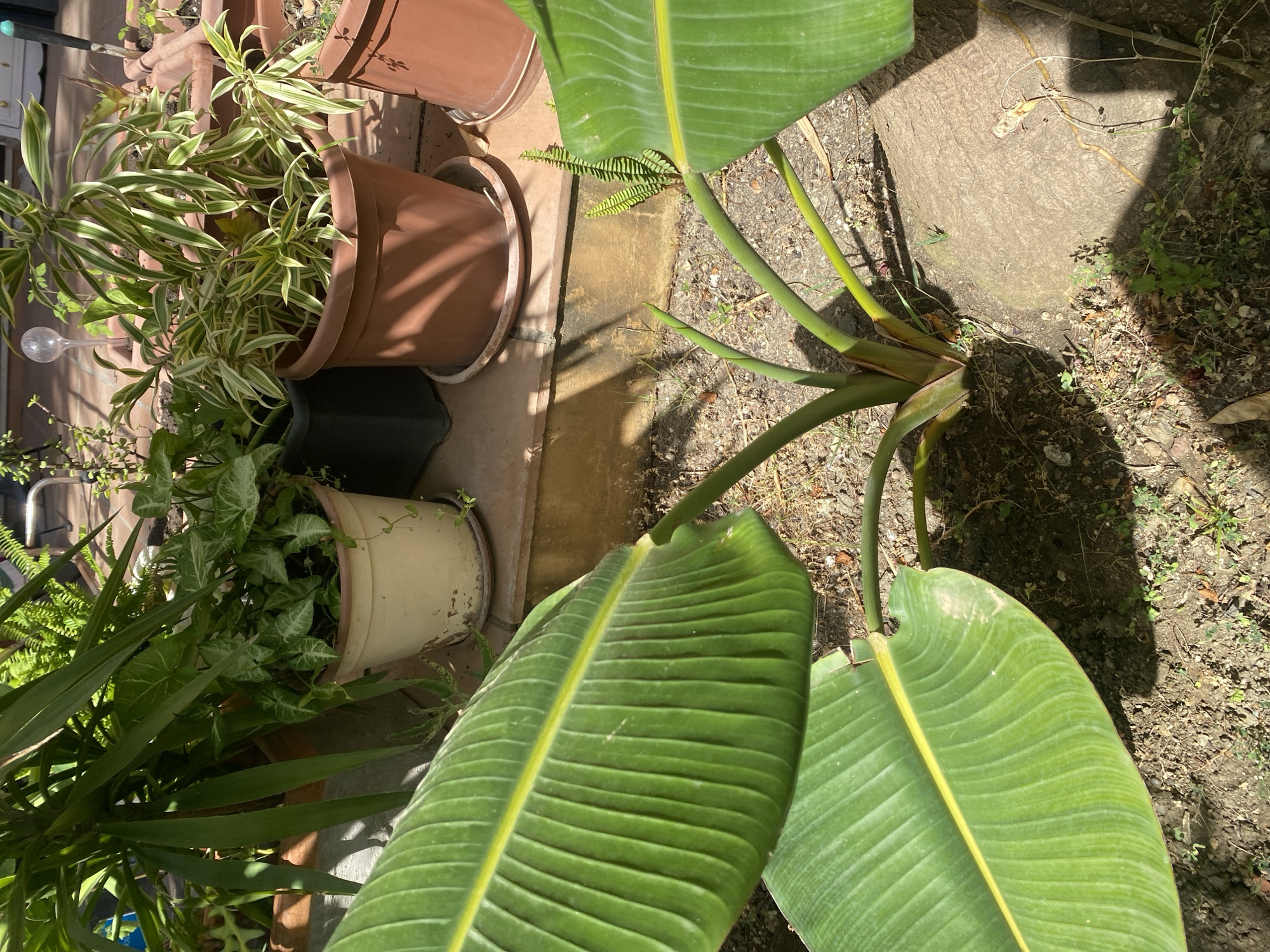 The image shows an outdoor setting with several potted plants. In the foreground, a large, lush green leaf with prominent veins dominates the frame, indicating the presence of a tropical or large-leafed plant, possibly a bird of paradise or similar species. To the left and slightly behind this, another plant with long, sword-like green leaves is visible.
Further back and to the left, there are several other potted plants. One large terracotta pot contains a plant with variegated green and white striped leaves, resembling a spider plant. Next to it, a lighter-colored pot holds a trailing plant with heart-shaped leaves, likely an arrowhead plant or a related vine. A tall, dark pot is also present, containing a plant that is not clearly identifiable. Several other terracotta pots of varying sizes are scattered throughout the scene.
The ground appears to be a mix of soil, gravel, and possibly some paved areas or concrete. Sunlight is casting strong shadows, suggesting it is daytime, likely morning or afternoon. The overall setting suggests a patio, garden, or balcony area where plants are being cultivated. There are no people or animals visible. No text is discernable in the image. The presence of various potted plants suggests an interest in horticulture or simply a decorated outdoor space. The dappled sunlight and shadows create a somewhat serene atmosphere.