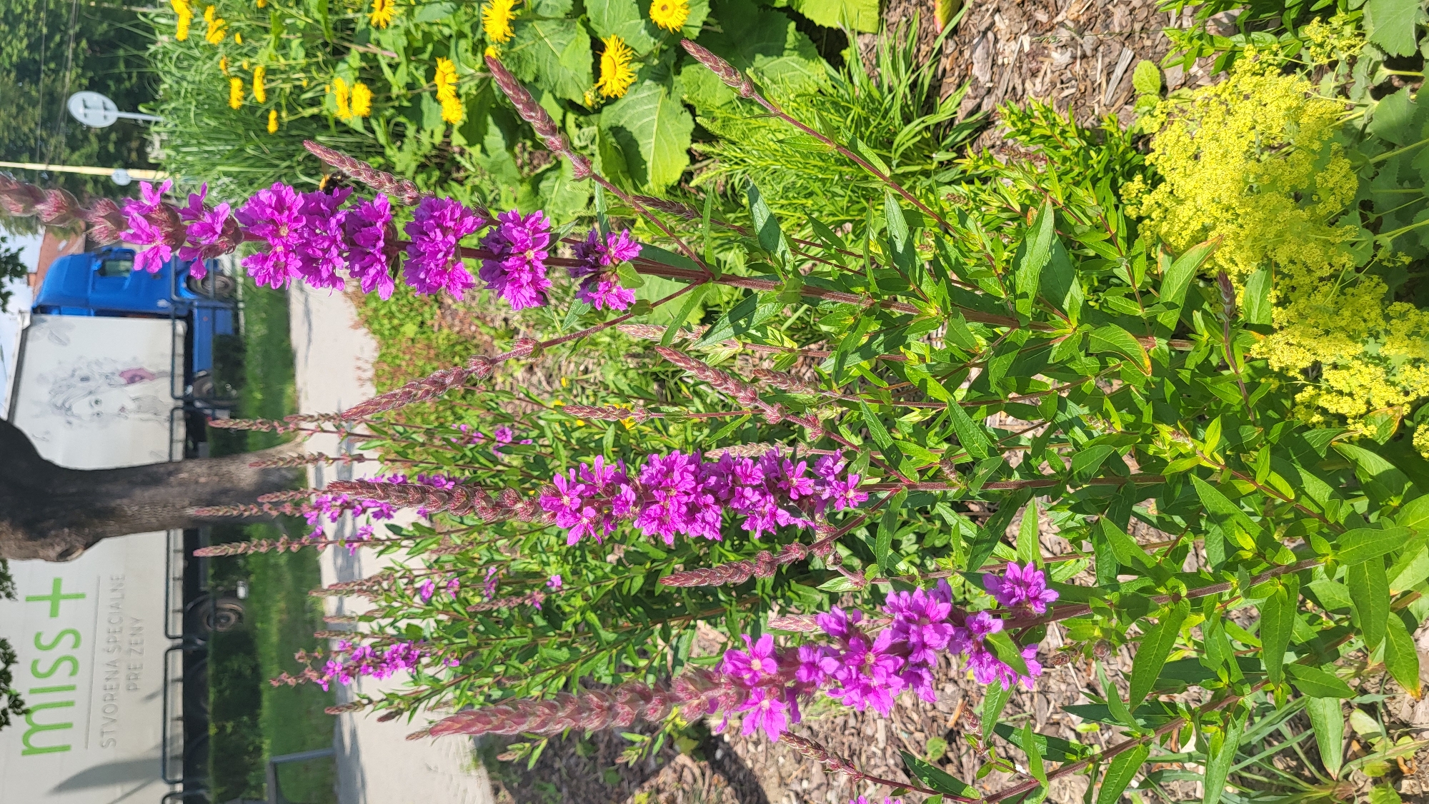 The image shows a patch of vibrant purple loosestrife flowers in bloom, with clusters of smaller yellow flowers in the background. A portion of a white truck with the logo "miss+" and text in Slovak is visible behind the flowers, alongside a tree and some green foliage. The truck appears to be parked on a paved surface, possibly a street or parking lot, in a city environment. The overall impression is a bright, sunny day with lush greenery and colorful flowers. The presence of the truck with the Slovak text strongly suggests the location is Prešov, Slovakia.