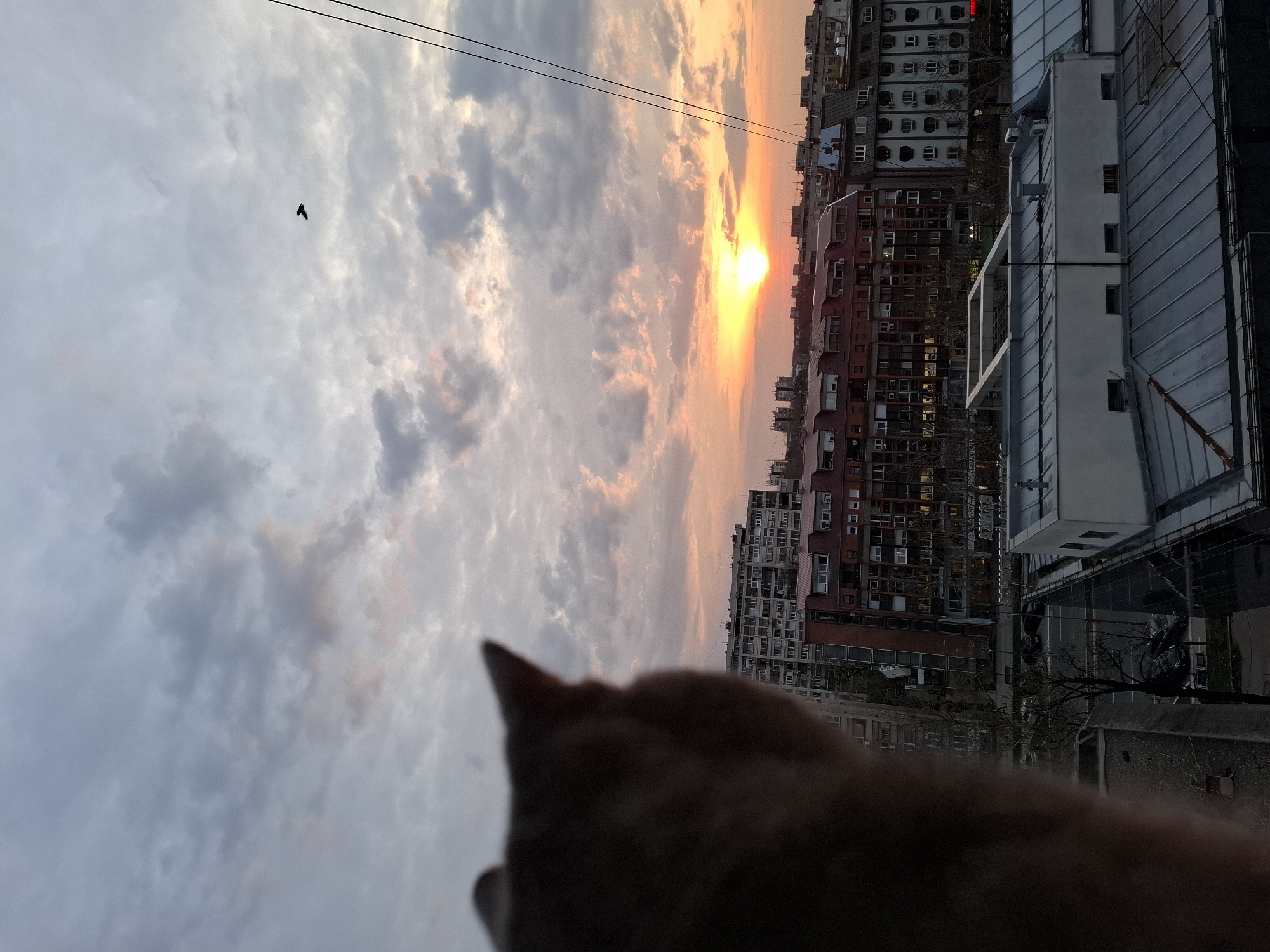 A low-angle view of a cloudy sky at sunset over the city of Novi Sad, Serbia, is partially obscured by a blurry orange cat in the foreground. In the sky is a bird. Rows of apartment buildings are in the middle ground. There are overhead power lines in the upper portion of the image.