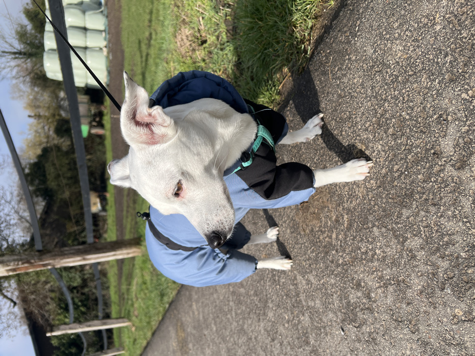 The image captures a white, short-haired dog, likely a terrier breed, standing on a grey, textured paved path in Würselen, Germany. The dog wears a two-toned protective coat, light blue covering its torso and hind legs, and black on its front legs and chest, with a dark blue hooded section around its neck. A teal-colored harness is visible beneath the coat, from which a thin black leash extends upward out of frame. The dog is positioned with its body facing left and its head turned to the left, gazing into the mid-distance. Its eyes are light brown, and its nose is black. Its ears are erect, displaying a slight reddish tint internally.
To the right of the paved path, green grass and some dry brown vegetation are present. A light-brown wooden fence, featuring dark horizontal rails, separates the path from an expansive grassy field. In the background, a stack of white, plastic-wrapped silage bales is visible on the right. To the left in the background, partially obscured by trees, farm machinery including a green tractor and a yellow trailer can be seen. The scene is brightly illuminated by direct sunlight, casting distinct, short shadows, indicating a clear, sunny day. A line of deciduous trees with bare branches forms the distant horizon against a bright sky. There are no human subjects visible in the frame.