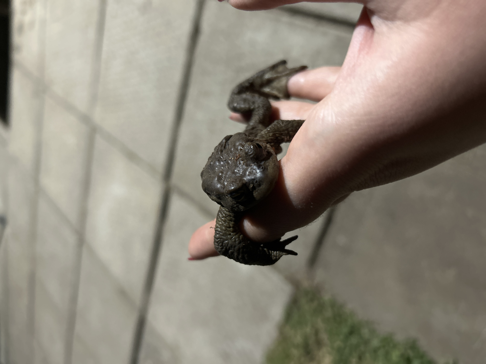 A person is holding a large, brown toad in their hand. The toad has bumpy skin and is facing the camera. The background is blurred, but appears to be a wall or concrete surface with some vegetation visible at the bottom. The location of Bashur, Russia is not discernible.
