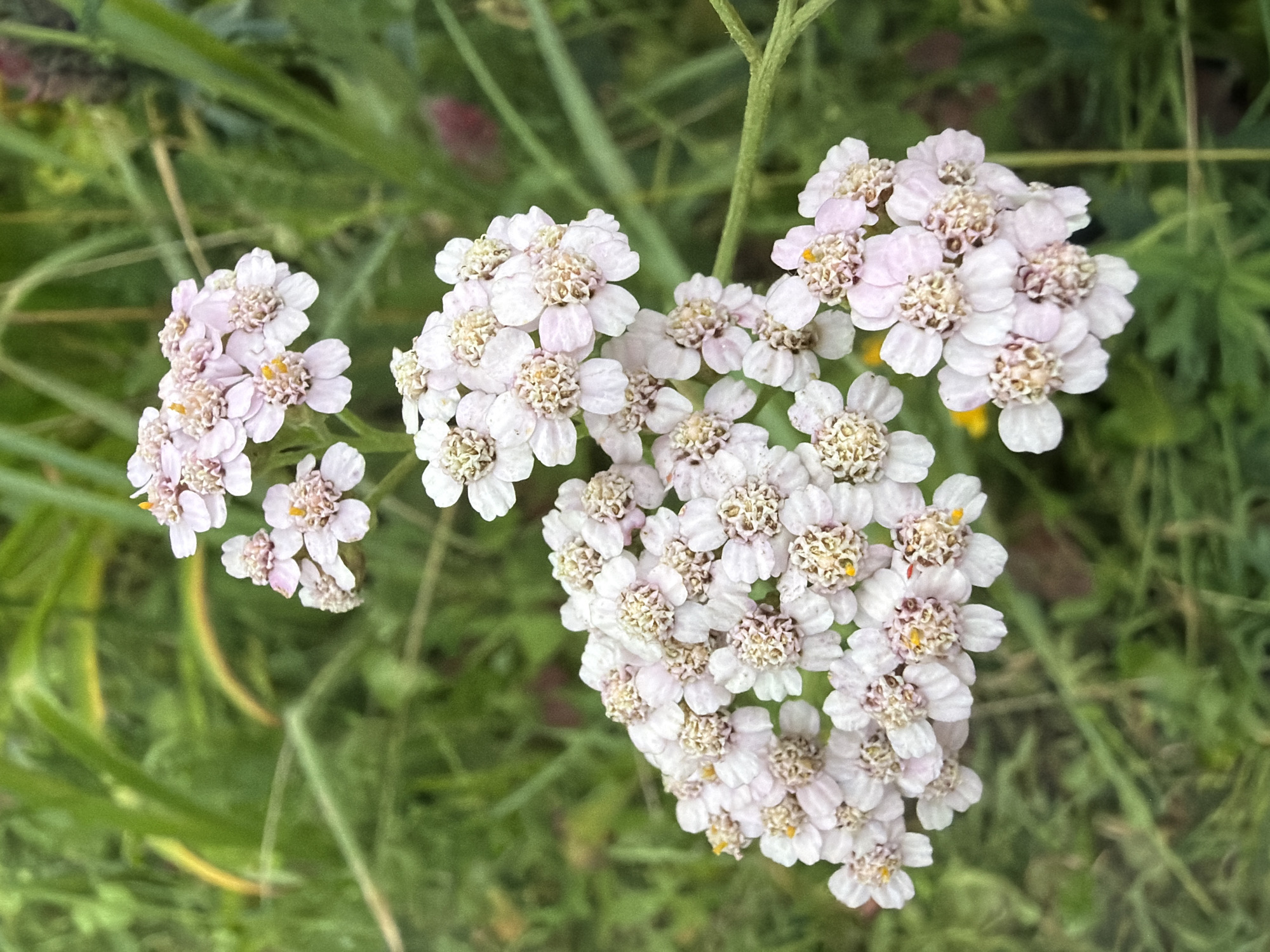 A close-up, top-down shot focuses on clusters of delicate, pale pink and white flowers, likely yarrow, against a blurred backdrop of green foliage and tall grasses. The flowers are arranged in flat-topped, umbrella-like clusters, each individual flower composed of several small petals surrounding a central, textured disk of stamens and pistils. Some of the flower centers have a faint yellow hue. The overall impression is one of natural, outdoor beauty, likely captured in a meadow or garden setting in an unspecified location within an unknown city.
