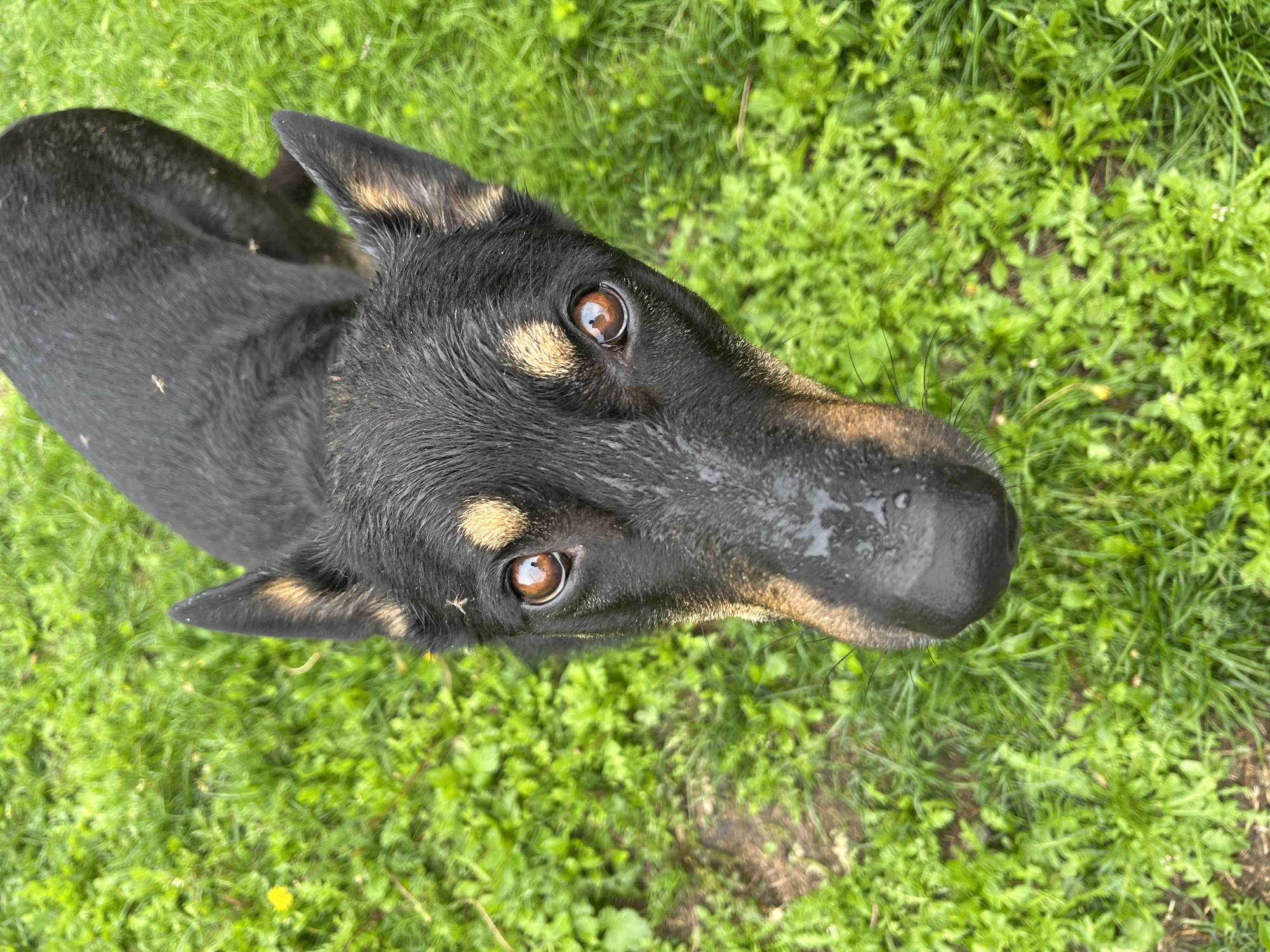 A close-up, overhead view of a black and tan dog with wet fur and a dark nose stands on green grass. The dog's eyes are looking directly at the camera. There are small insects visible on the dog's fur. The background consists of green grass with some scattered yellow flowers. The image does not contain any information about the city of Nizhny Tagil, Russia.