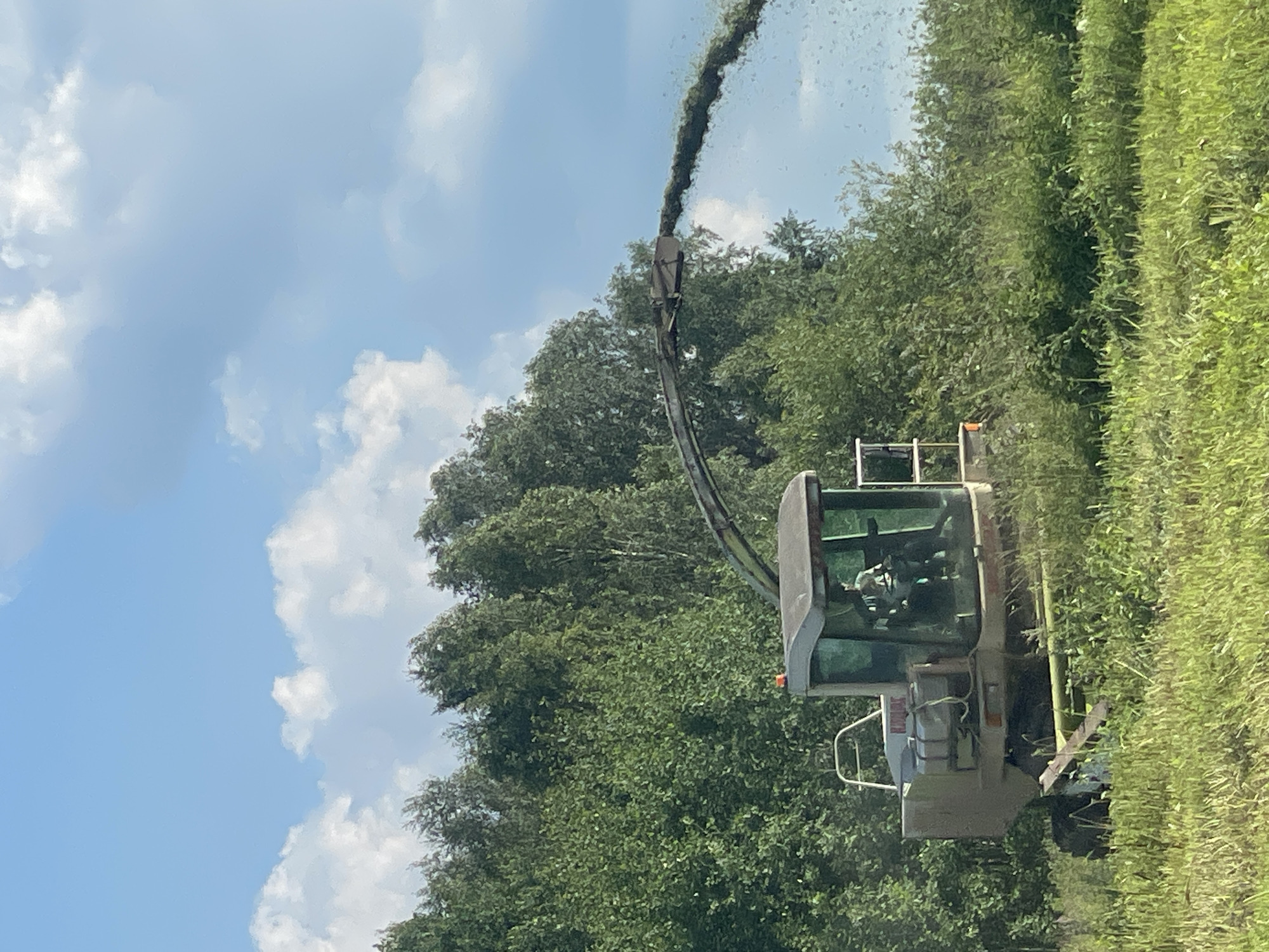 A combine harvester is actively cutting and processing green vegetation in a field under a blue sky with scattered clouds. The combine, a large agricultural machine, has a cab with a person inside, and a spout directing the processed material into the air. The background consists of a dense line of green trees. The foreground is a grassy field. The scene appears to be in a rural setting, possibly near the city of Bormist, Russia.