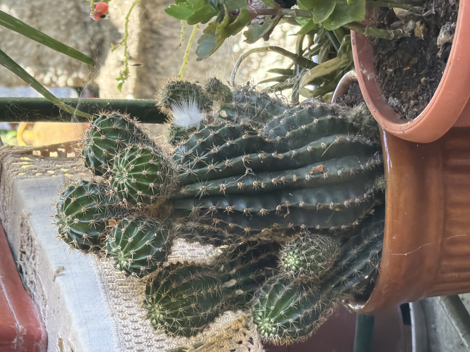 A close-up, eye-level shot shows a potted cactus with multiple arms and buds. The cactus is dark green and spiny, with some brown, dry material clinging to its lower sections. A single white feather is stuck to one of the cactus arms. The cactus is in a ribbed, brown ceramic pot, which sits next to another potted plant with green leaves. The background is blurred and features a lace-like textile, a green pole, and some greenery with a small red flower. The scene is indoors, likely in a home or greenhouse. The image is from Kaolinovo, Bulgaria.