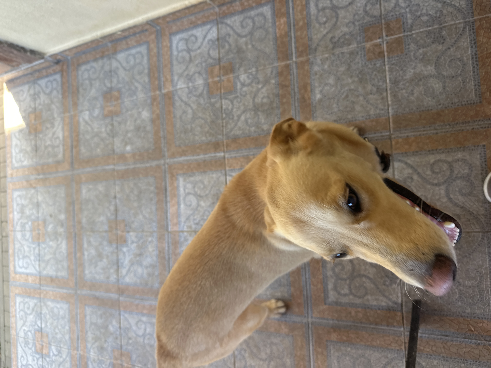 An over-the-shoulder, eye-level shot captures a light brown dog standing on a tiled floor. The dog is facing the camera with its mouth open, revealing its teeth and pink tongue. Its head is turned slightly to the left, and its eyes are looking down and to the left. The tiled floor features a geometric pattern of squares with a neutral gray and brown color scheme. The background is out of focus, but it appears to be an outdoor setting. The image does not provide any specific information about the location being in the city of Sochi, Russia.