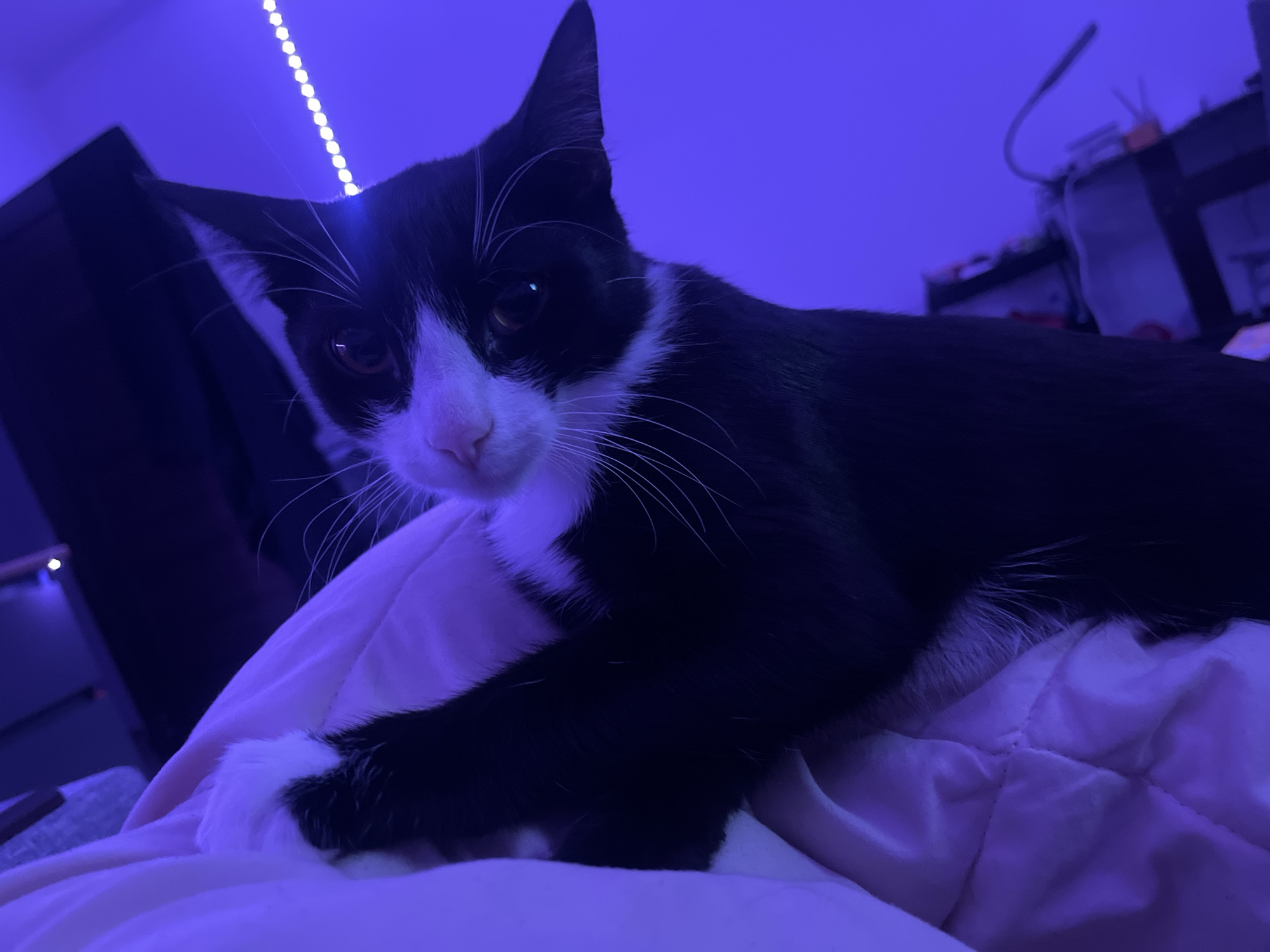 A black and white tuxedo cat is lying on a light pink quilted blanket. The cat is positioned facing the camera with its head slightly tilted. A room environment is visible in the background under blue-ish lighting. A string of lights is on the upper left, and a desk with a lamp is on the upper right. No information indicates the location of the city of Saint Petersburg, Russia.