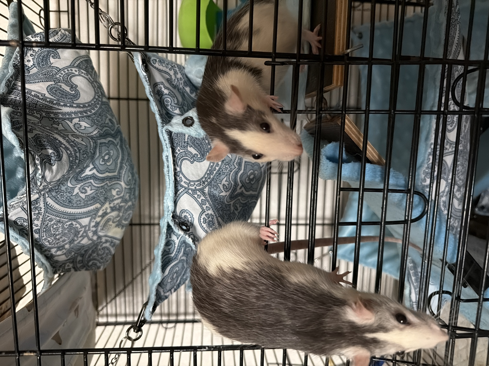 Two domesticated rats are visible inside a black wire cage. One rat is hanging upside down from the cage's top. It has a white head and a grey and black body. The other rat is below it, walking along the cage floor with its head facing the right. It has similar coloring. The cage contains blue and white fabric accessories, including a hanging hammock and a small tunnel. There is also a green plastic object attached to the top of the cage. The background is blurry, but appears to be a domestic indoor setting. There is no information about the location in the city of Chaikovsky, Russia.