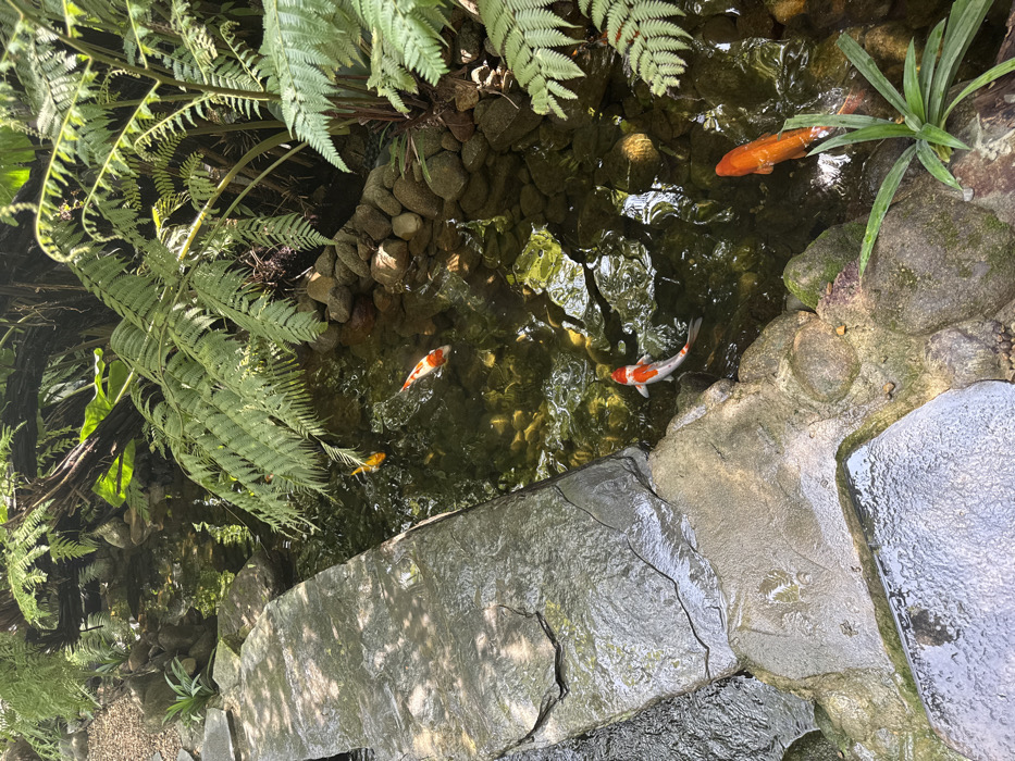 The image displays a landscaped water feature, likely a stream or koi pond, situated within a garden environment in Đà Nẵng, Vietnam. The scene is illuminated by natural light, casting dappled reflections on the water's surface.
The water body occupies the central and right portions of the frame. Its water is clear, revealing a bottom composed of various rounded grey and brown stones. Along the left edge of the water feature, a series of large, irregularly shaped, flat grey stones form a pathway or border; some of these stones appear wet, indicating water flow over them. The opposite bank, on the right side of the water, is constructed from smaller, rounded grey and brown stones.
Dominant vegetation includes lush green ferns with large, intricate fronds overhanging the water from the top and right side of the image. Additional smaller green plants are visible near the water's edge.
Within the water, five Koi fish are visible. One predominantly orange fish with distinct white patches is located in the lower-center, oriented towards the left. Another similar orange and white Koi is positioned in the upper-middle, oriented towards the right. A third, mostly golden-orange Koi is present in the upper-left area of the water, swimming rightward. A large, solid orange Koi is partially visible in the lower-right, oriented towards the upper-left. A fifth, small golden-orange fish is visible in the upper-left, partially obscured. No human presence or specific structures indicative of a public landmark are identifiable, suggesting a private garden, resort grounds, or a park's landscaped section.