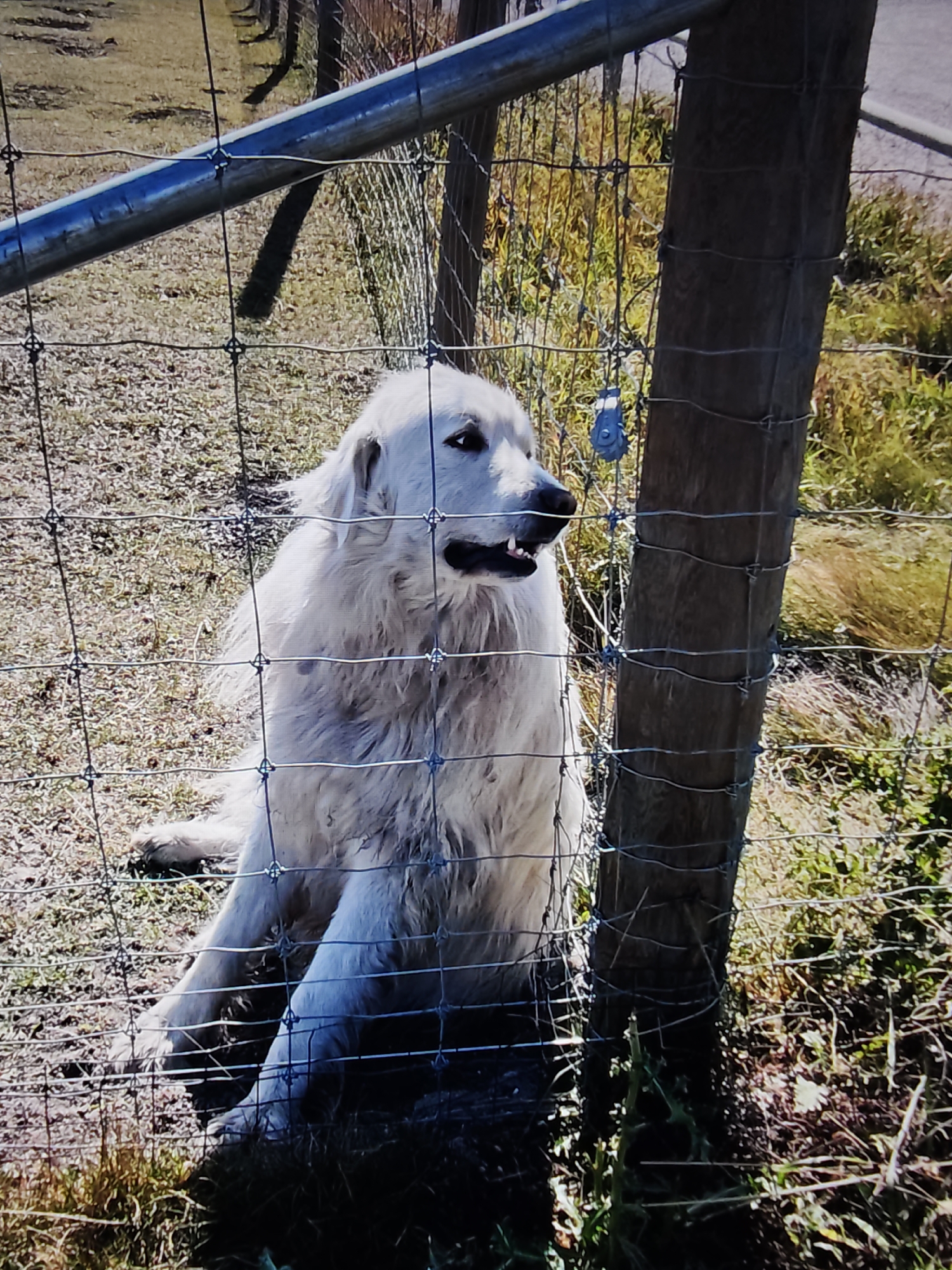 A large white dog with a fluffy coat sits behind a wire fence. The dog is looking to the right with its mouth slightly open, revealing its teeth. The dog's body is mostly visible, but its hindquarters are obscured by the fence. The fence is made of wire mesh and supported by wooden posts. In the background, there is dry grass, some green vegetation, and a shadow cast by a metal pole. The scene appears to be outdoors in a fenced enclosure, possibly a yard or park. The location is not specified to be in Calgary, Canada.