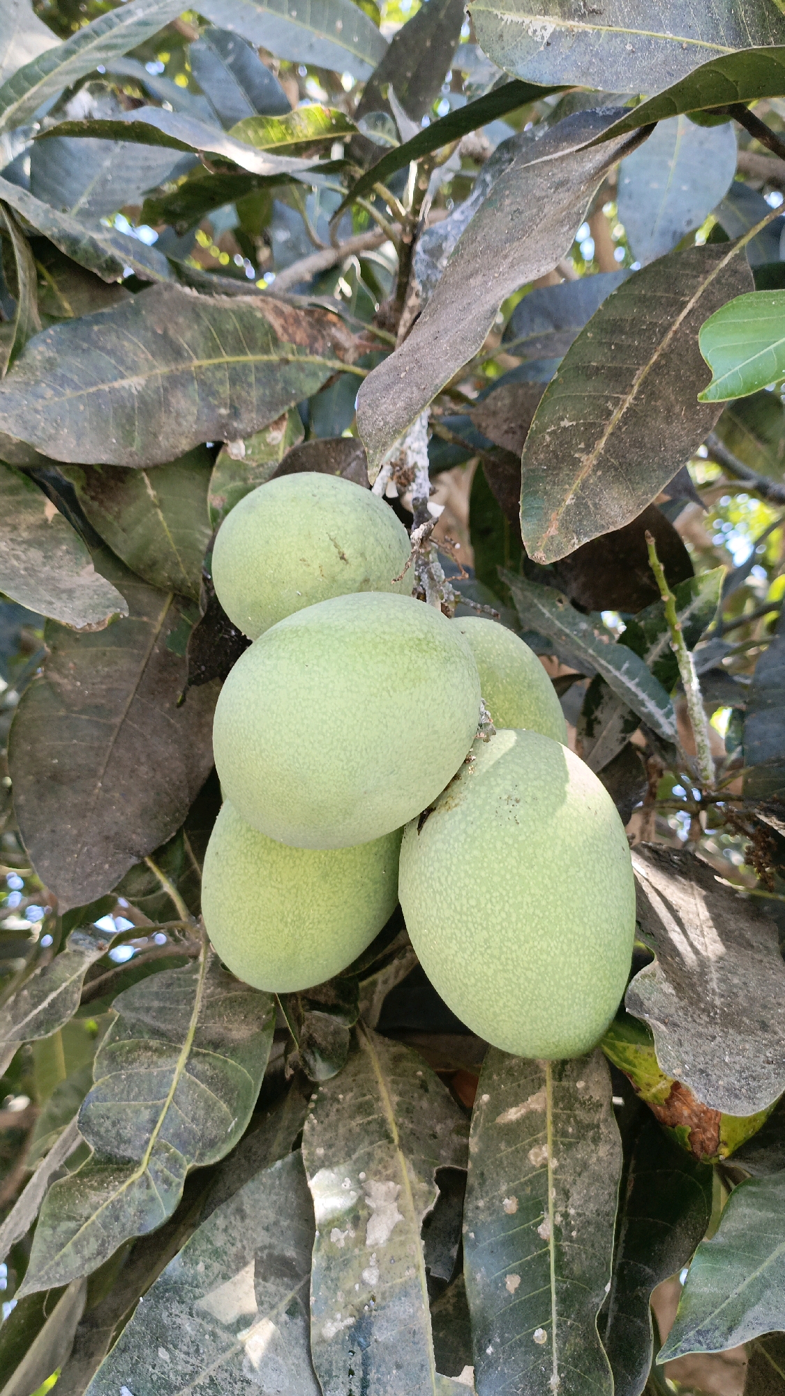 In the village of Desa Lamunga, Indonesia, a close-up shot captures a cluster of five unripe green mangoes hanging from a branch amidst the dappled sunlight filtering through the leaves. The mangoes, varying slightly in size and shape, exhibit a smooth, matte texture with a few subtle specks. The surrounding foliage is dense, with large, leathery leaves, some showing signs of age with browning edges and a dusty, mottled surface, while others are a vibrant green. The overall impression is one of natural abundance in a tropical environment.