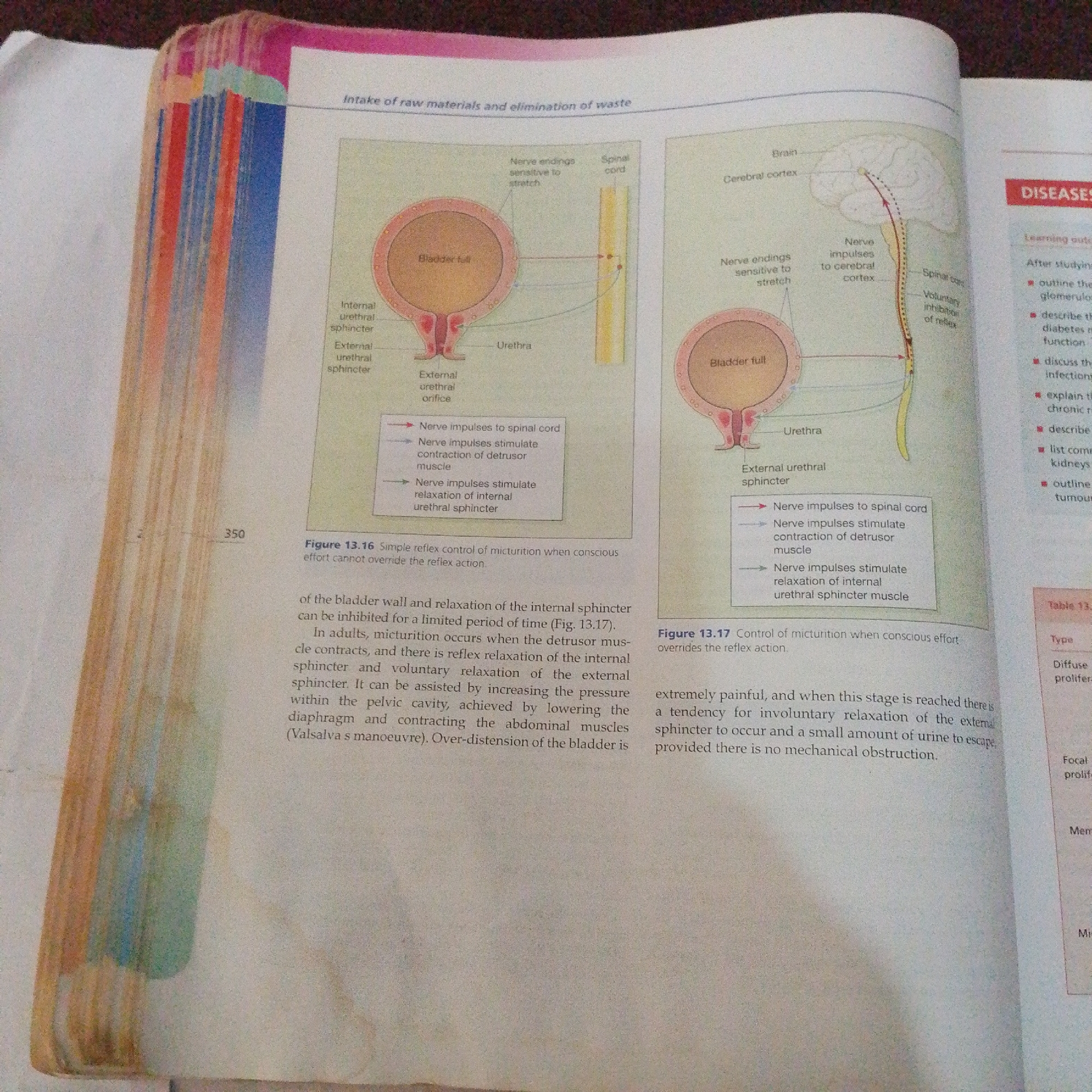 The image displays an open textbook with illustrations related to the urinary system and the process of urination. The title at the top reads "Intake of raw materials and elimination of waste". There are two diagrams, Figure 13.16 and Figure 13.17, which illustrate the simple reflex control of micturition and control of micturition when conscious effort overrides the reflex action, respectively. Both figures depict a full bladder, urethra, internal and external urethral sphincters, nerve endings sensitive to stretch, spinal cord, and cerebral cortex, showing the nerve pathways involved in urination. Text accompanying the figures explains the physiological processes. To the right of the diagrams, a section labeled "DISEASES" with learning outcomes is visible, along with a table titled "Table 13.1". The textbook is placed on a surface, and the left side of the image shows the edge of another book with colored pages. There is no information in the image that relates to Jalingo, Nigeria.