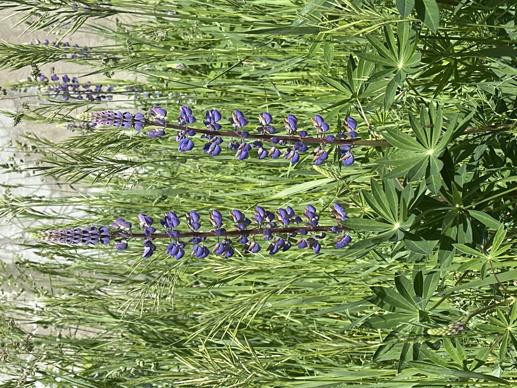 The image shows two stalks of purple lupine flowers in a field of tall green grass. The leaves of the lupine plant are also visible, characterized by their palmate shape with multiple leaflets radiating from a central point. The scene suggests a natural, outdoor environment, possibly a meadow or roadside verge. Location: Unidentifiable city or geographic location, not Minsk, Belarus.